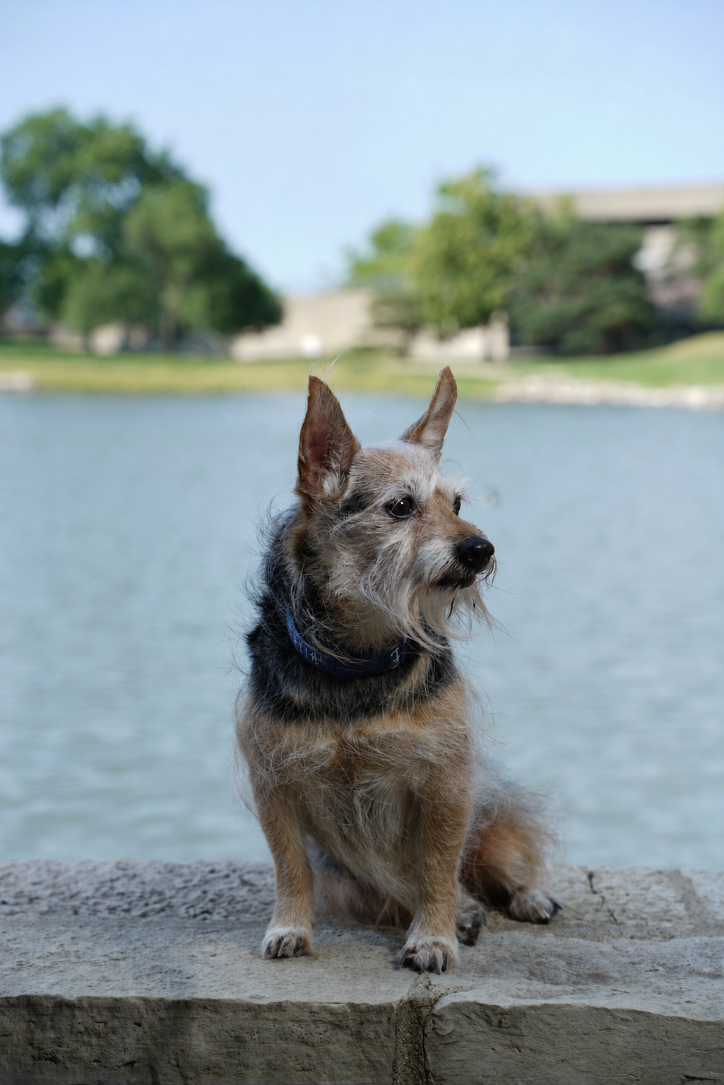 A small dog with wiry fur sitting on a rock near a body of water, with trees and a building in the background.