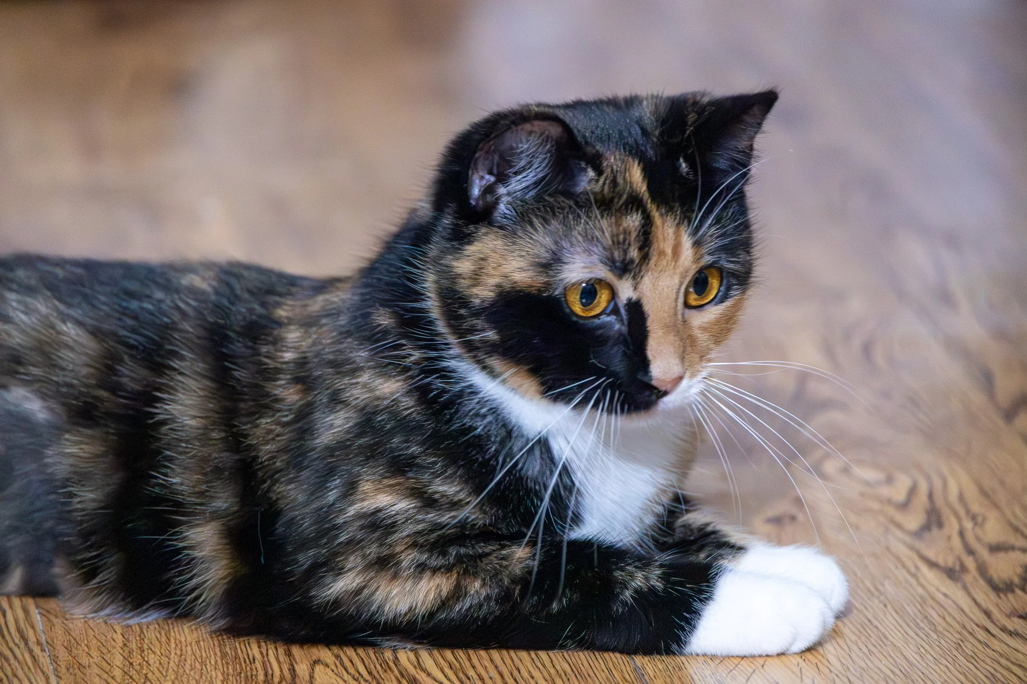 Calico cat with black, orange, and white fur lying on a wooden floor.
