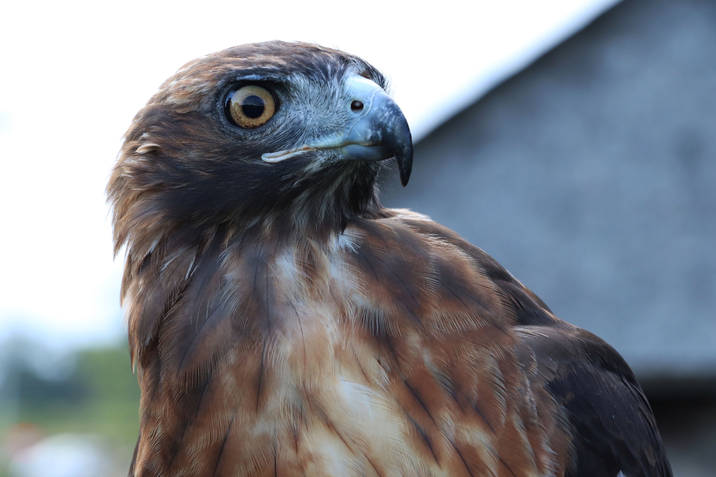 Close-up of a hawk with sharp eyes and detailed feathers, standing outdoors.