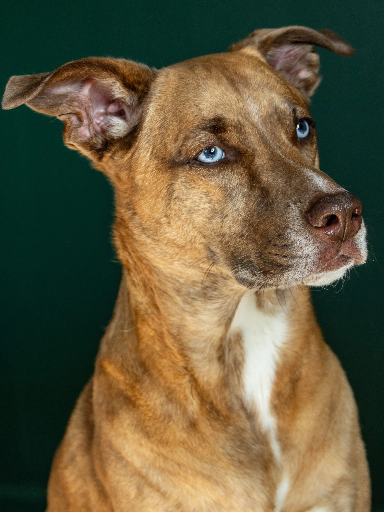 Close-up of a dog with blue eyes and brown fur.