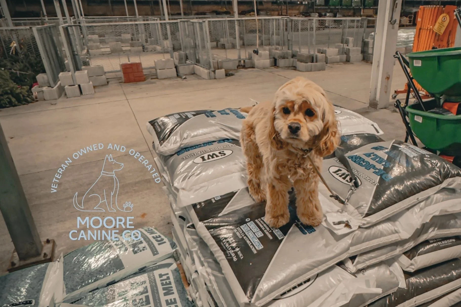 A small, tan-colored dog with curly fur sitting on bags of ice melter in a store or warehouse. The dog is looking at the camera with a curious expression.