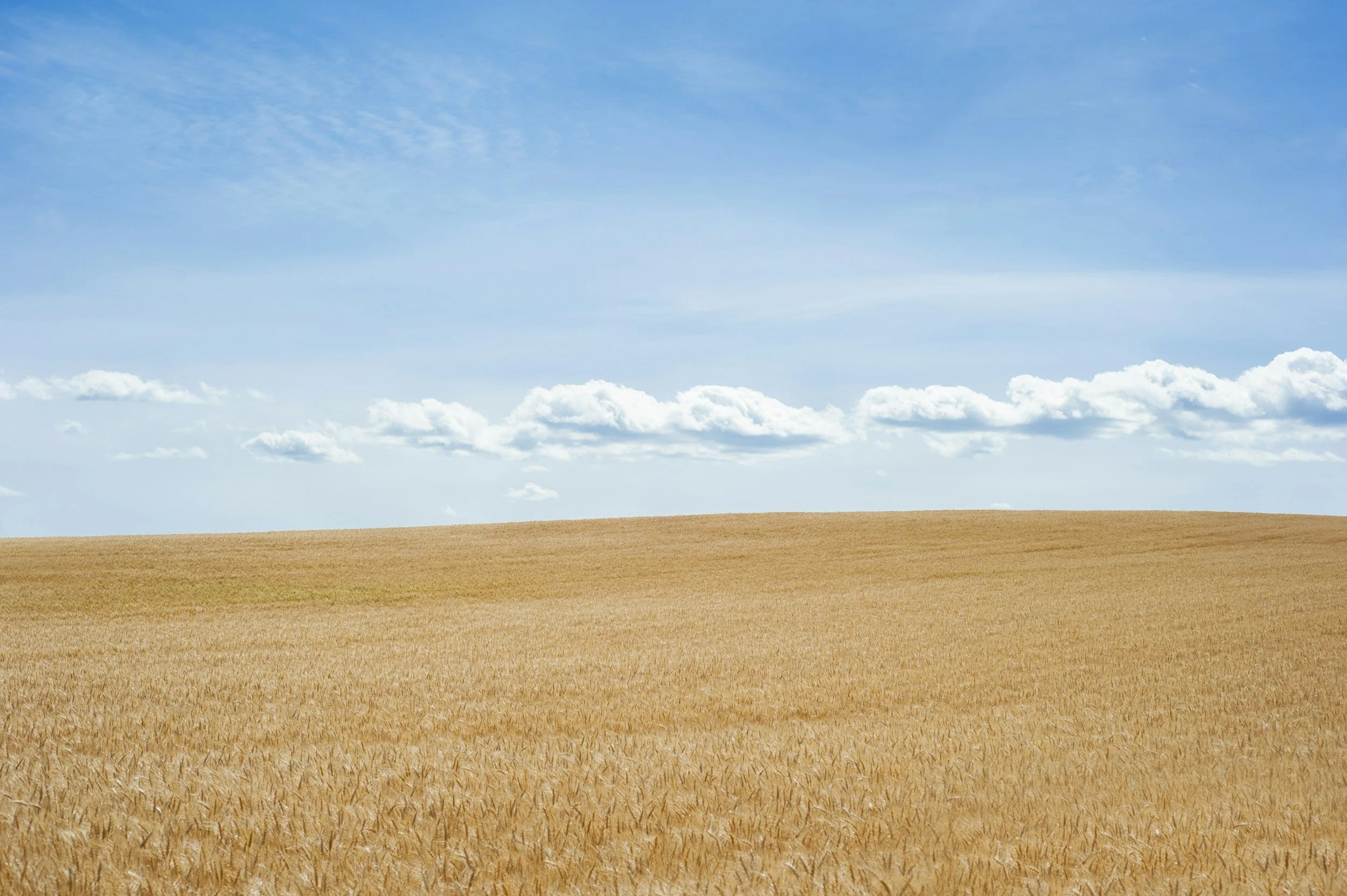 Golden wheat field under blue sky with clouds