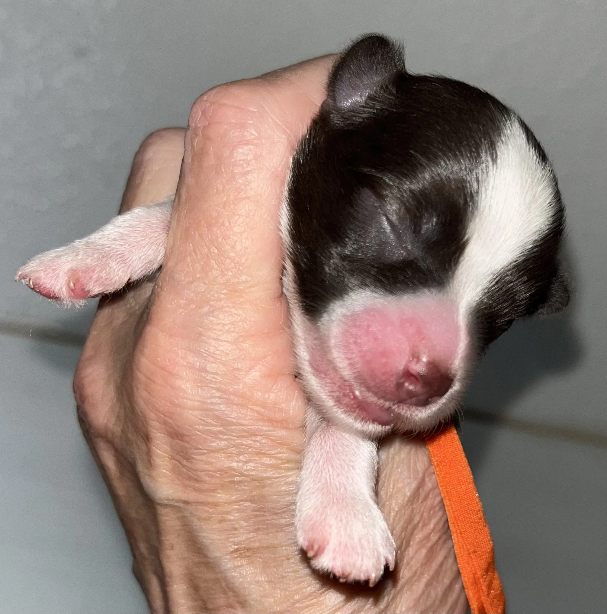 SB Mini Schnauzer Jax