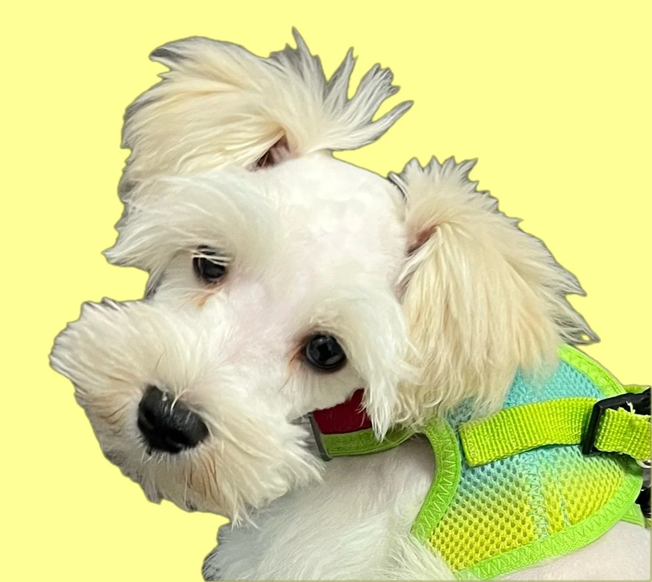 SB Mini Schnauzer Henry