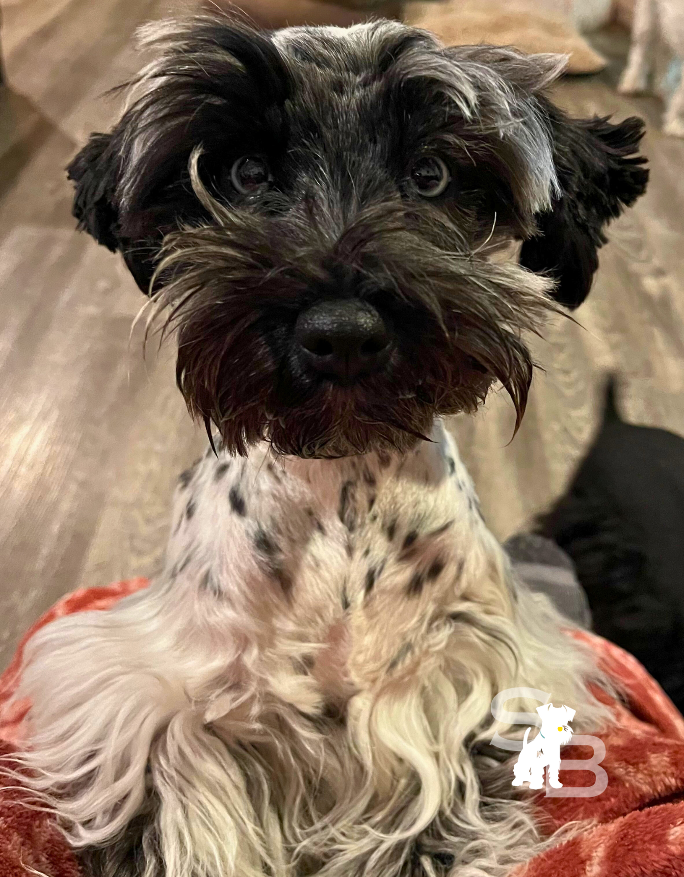 AKC Miniature Schnauzer dam, black, white merle parti