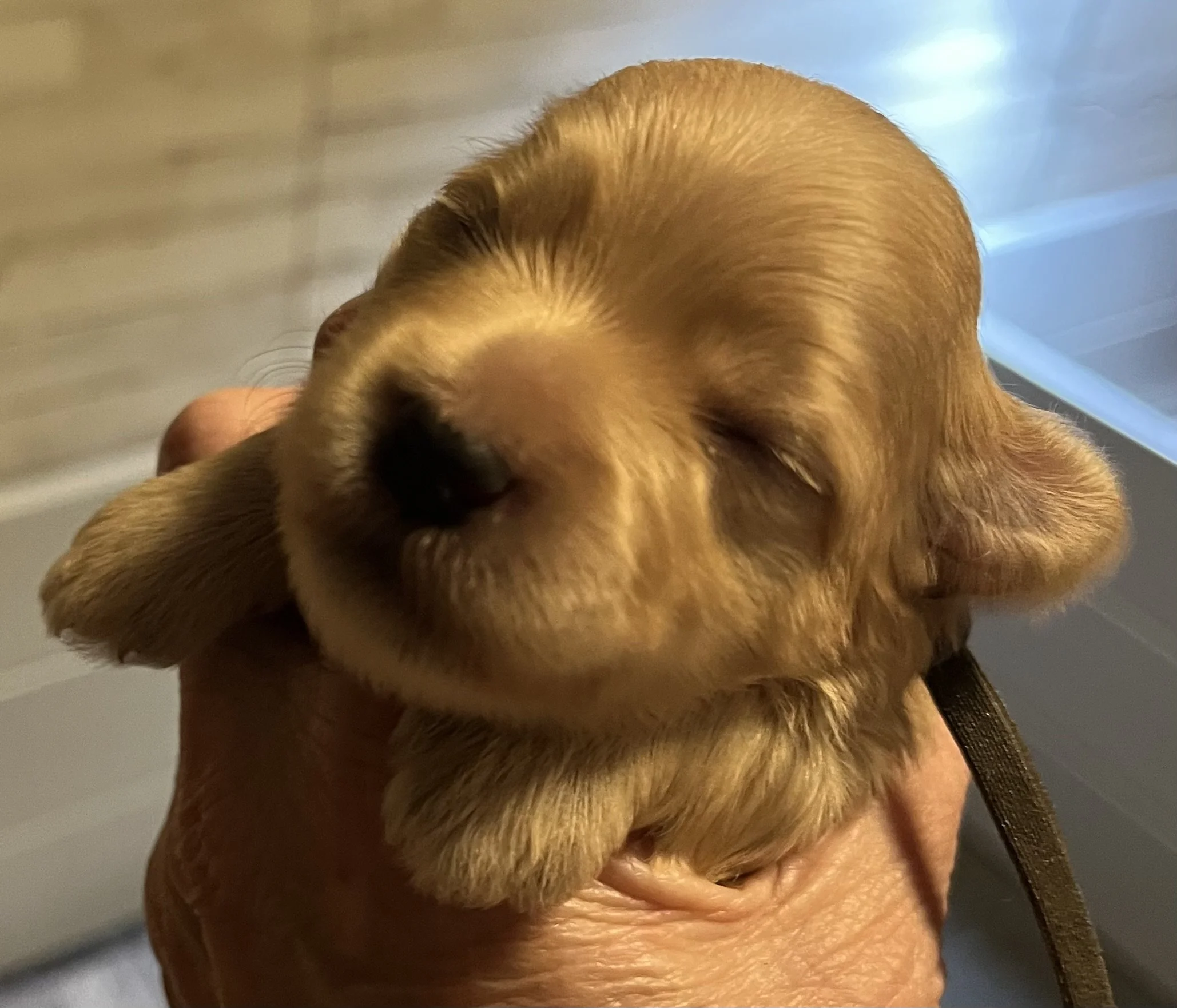 SB Mini Schnauzer Bobby