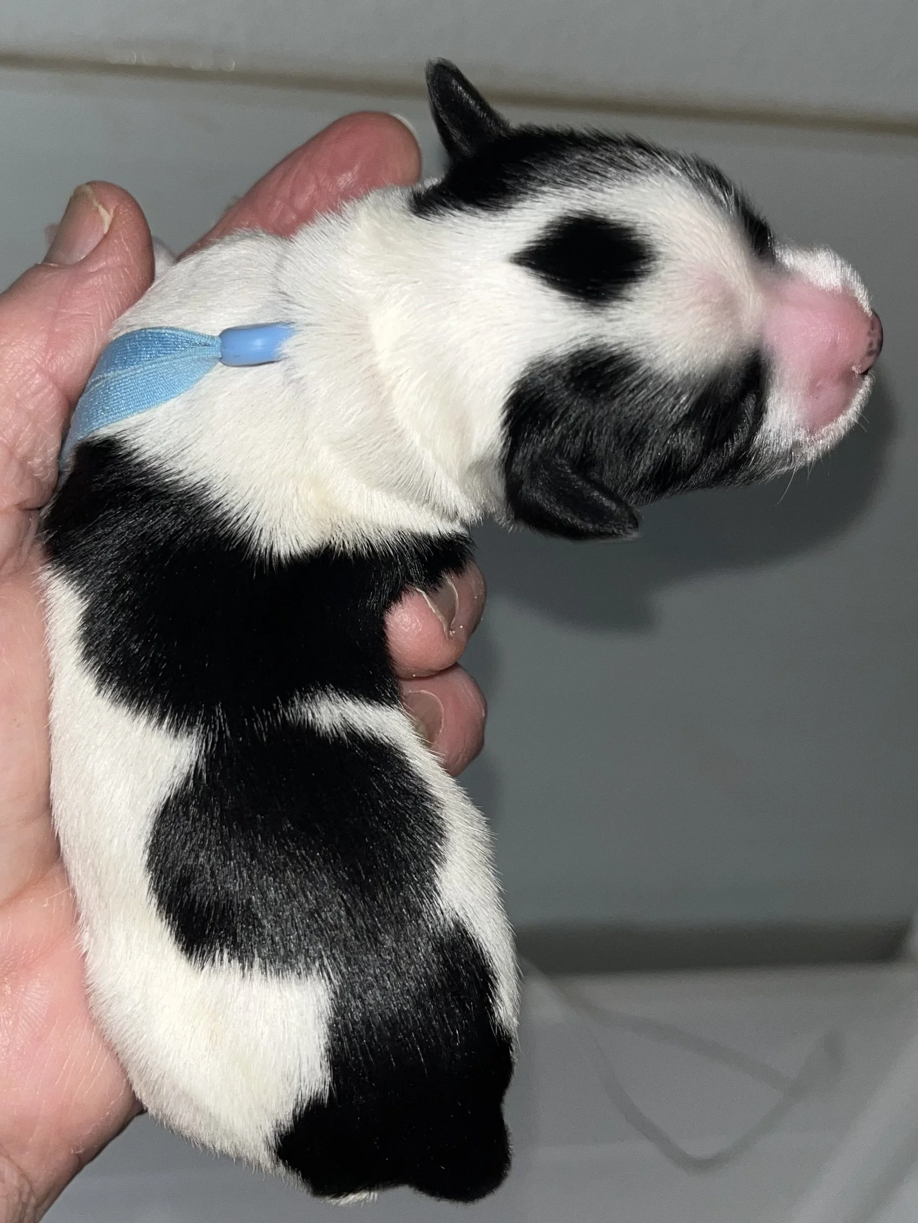 SB Mini Schnauzer Wendy