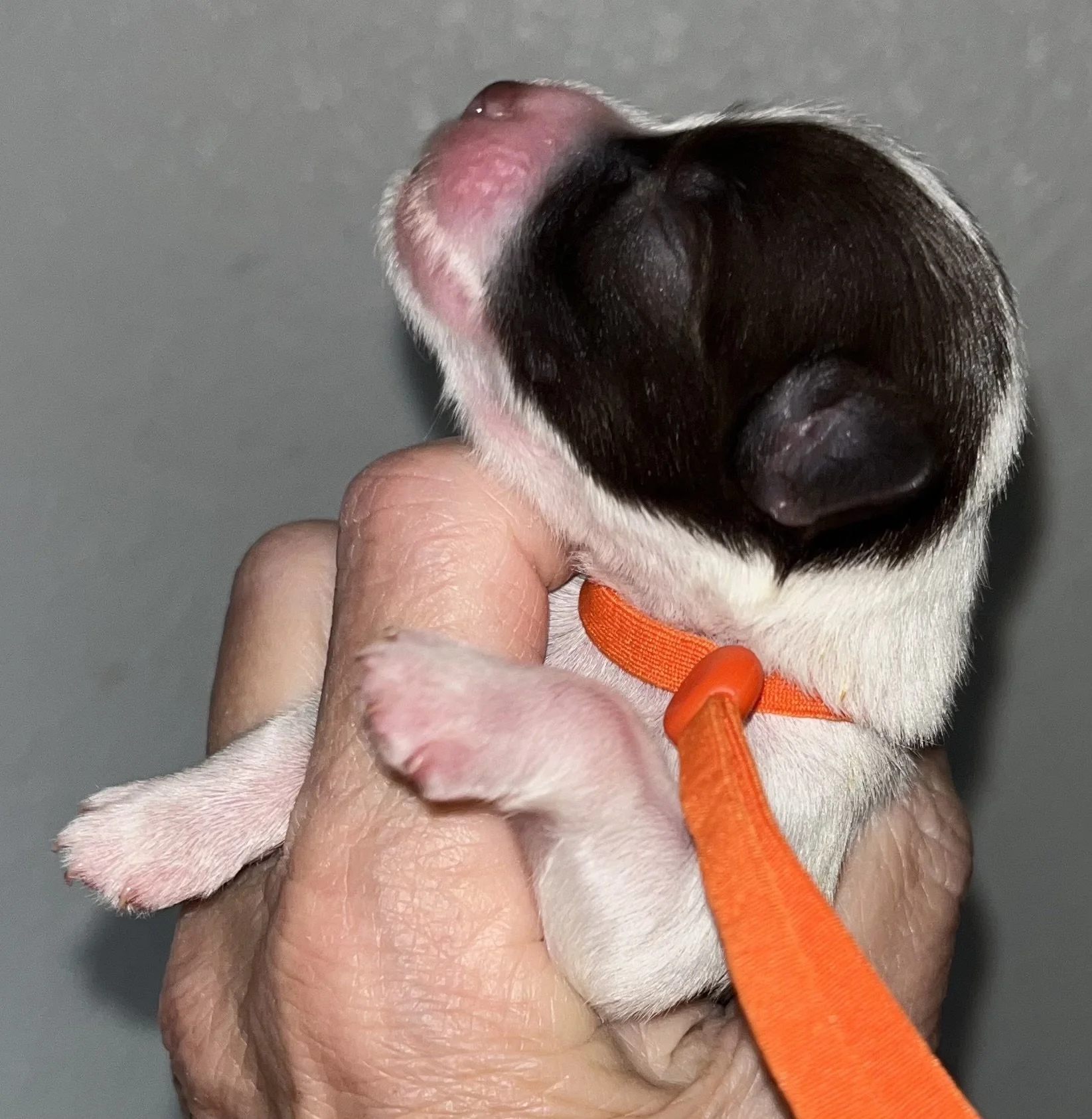 SB Mini Schnauzer Jax