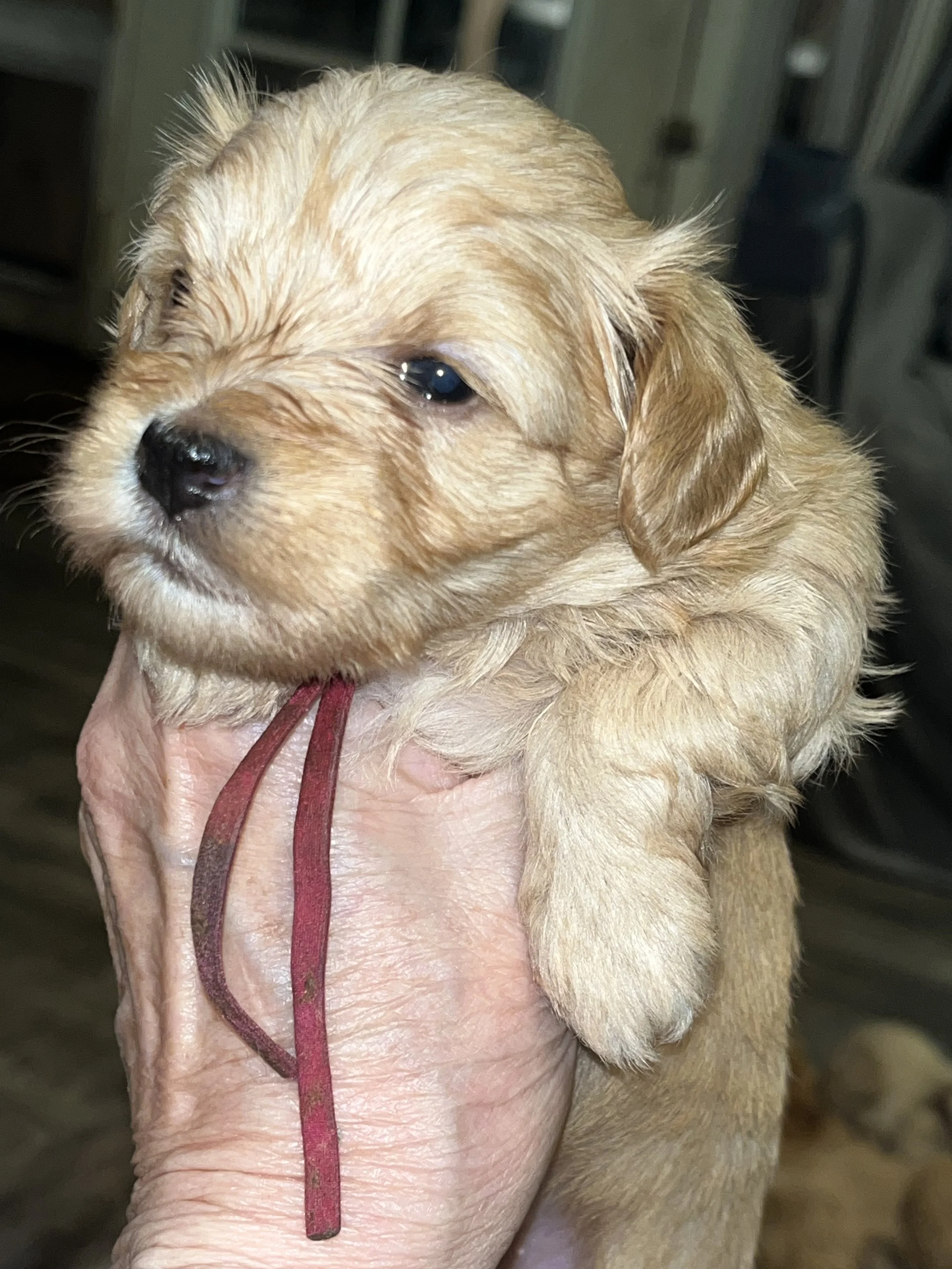 SB Mini Schnauzer Bobby