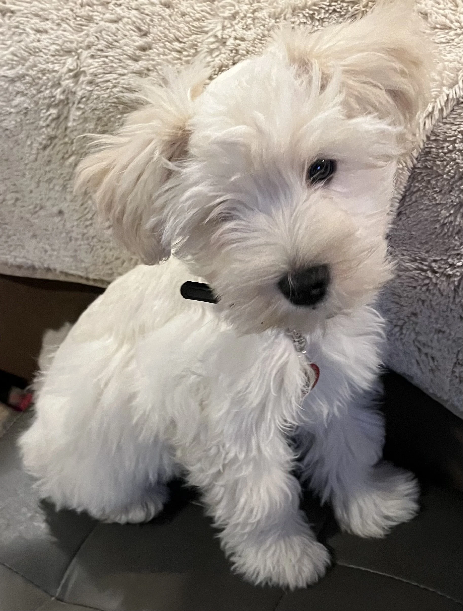 SB Mini Schnauzer Henry