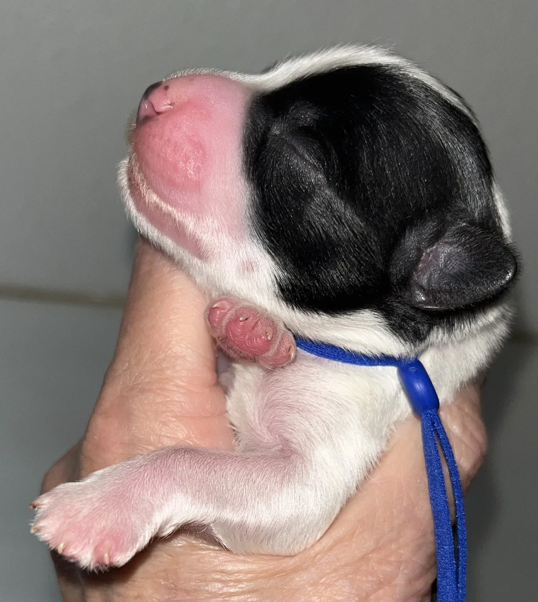 SB Mini Schnauzer Ruby