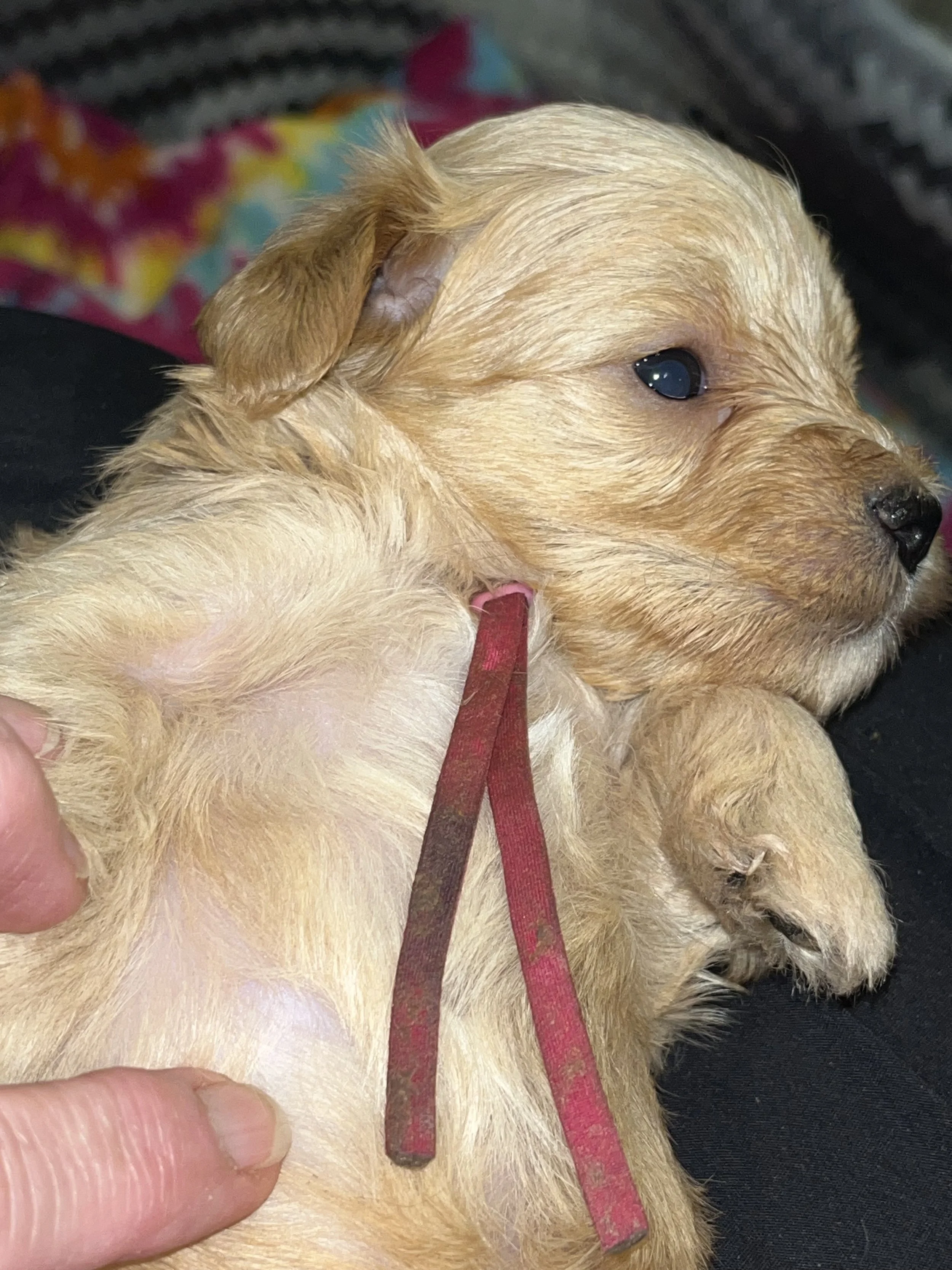 SB Mini Schnauzer Bobby