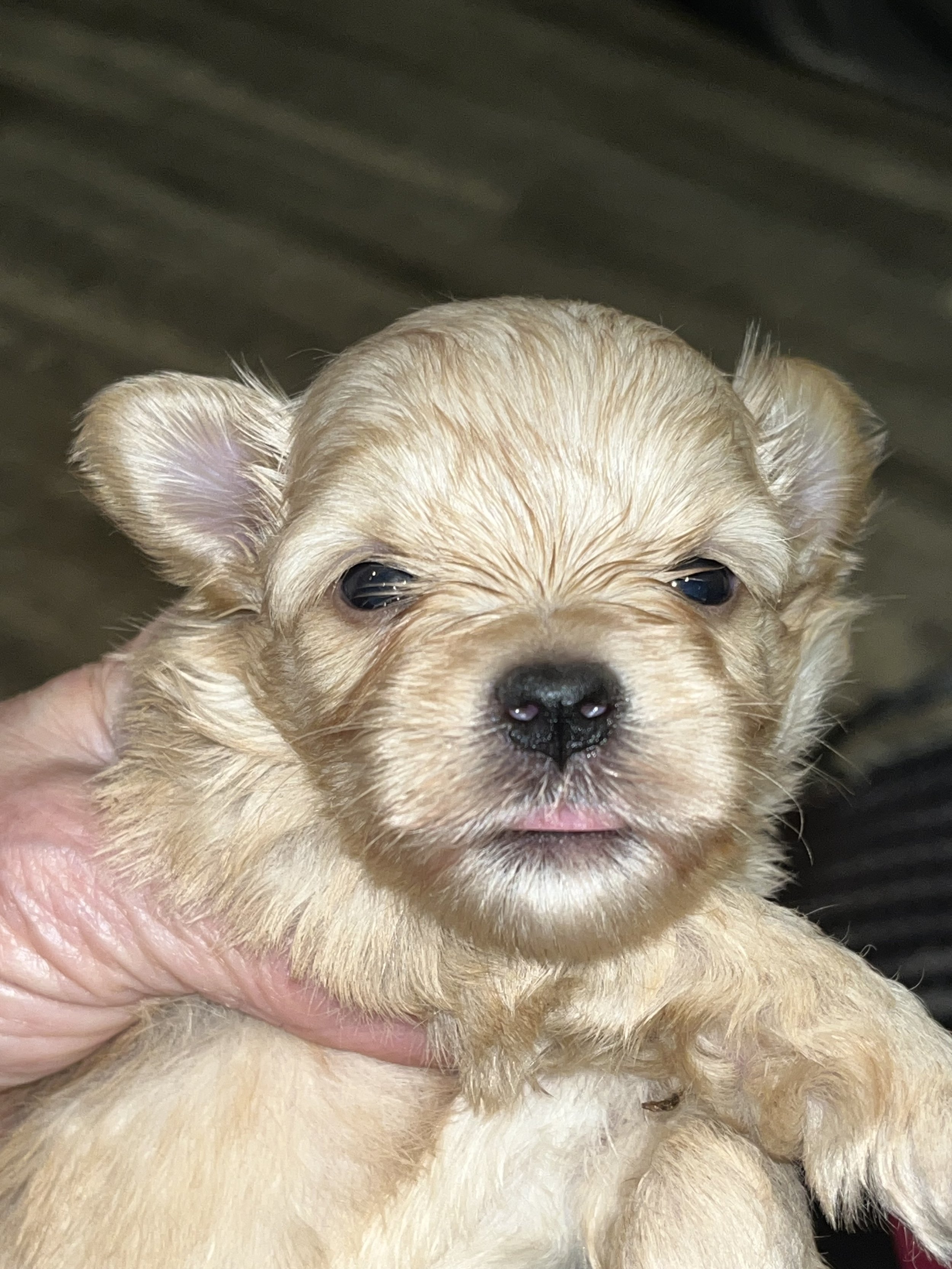 SB Mini Schnauzer Henry