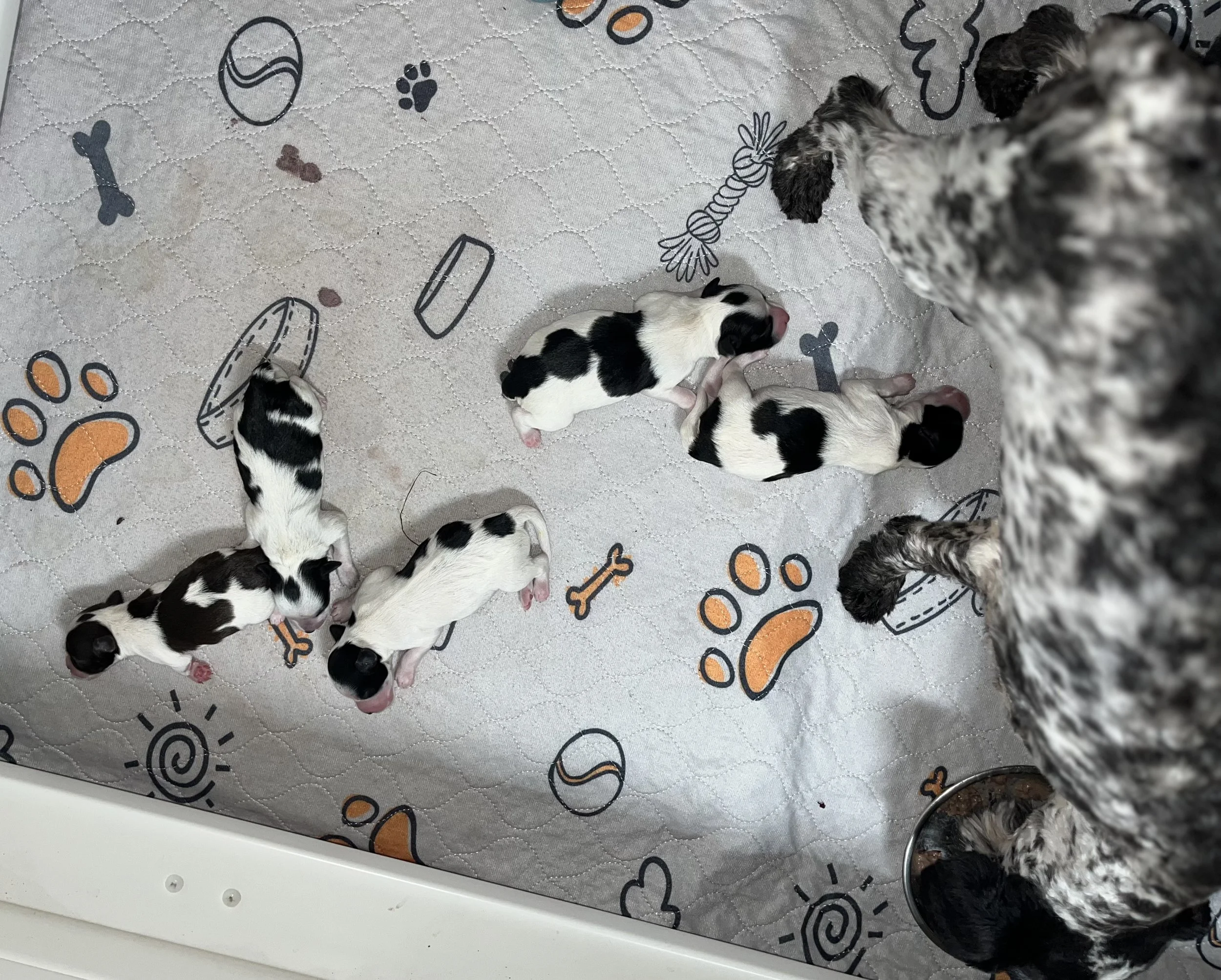 SB Mini Schnauzer Wendy