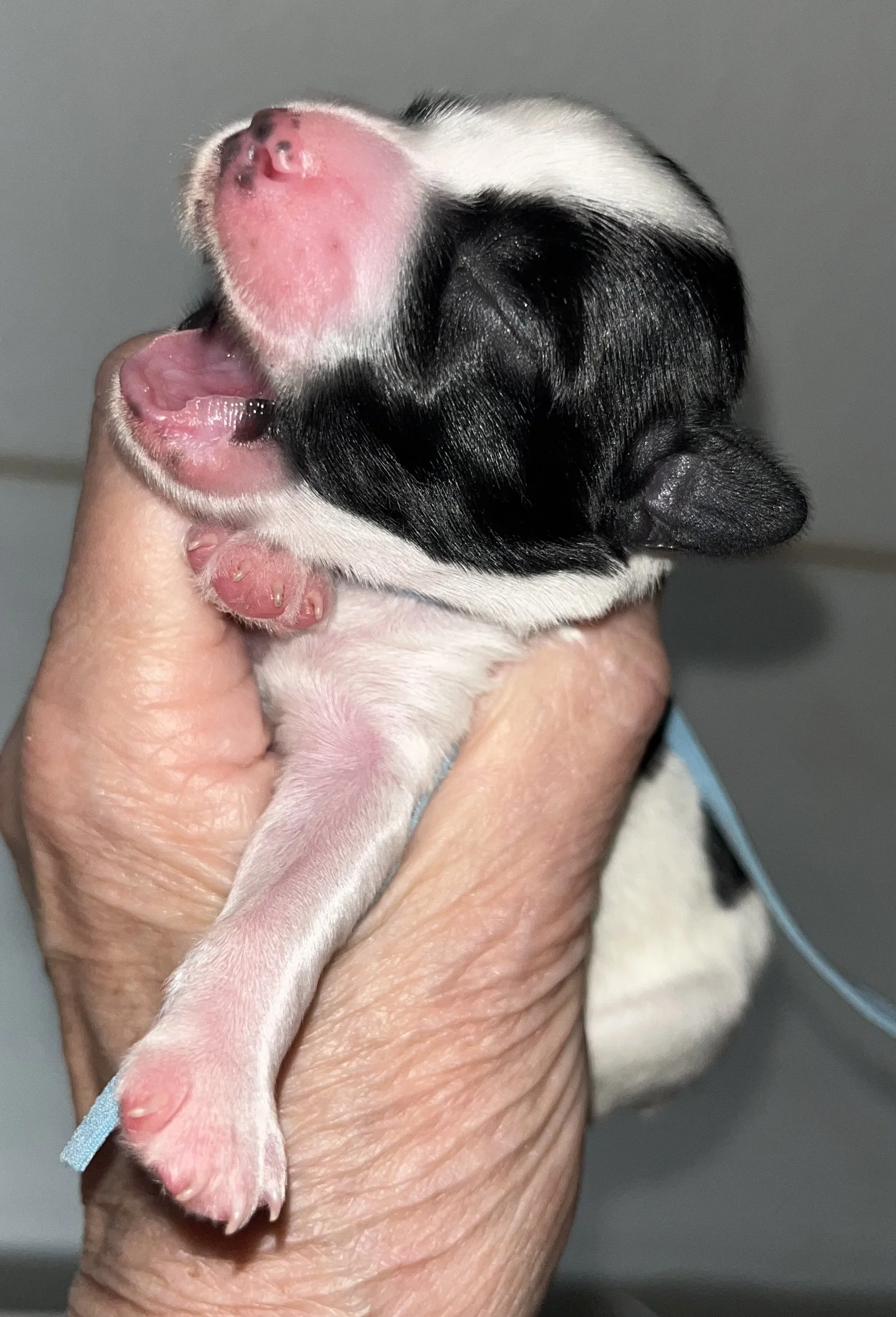 SB Mini Schnauzer Wendy