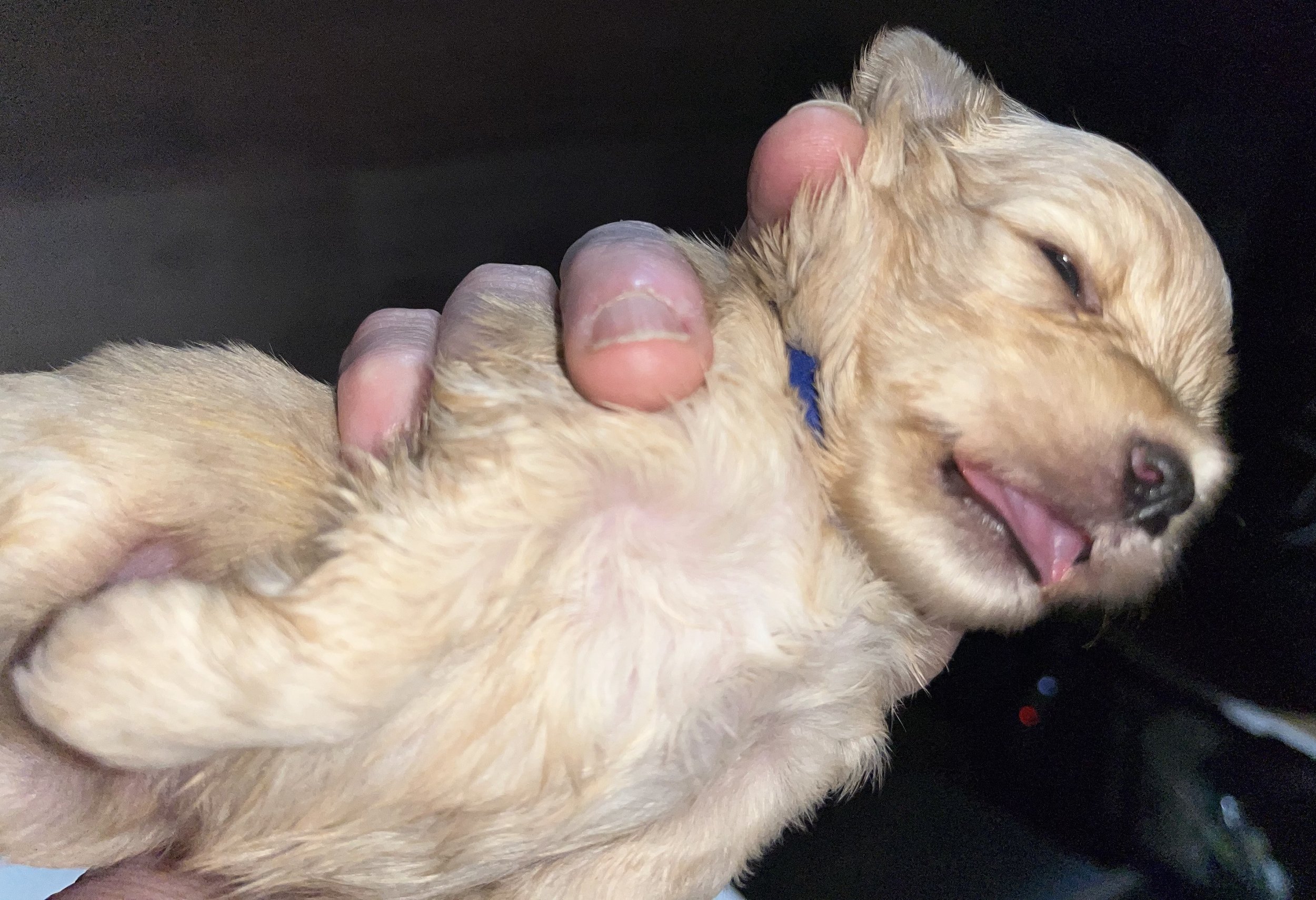 SB Mini Schnauzer Henry