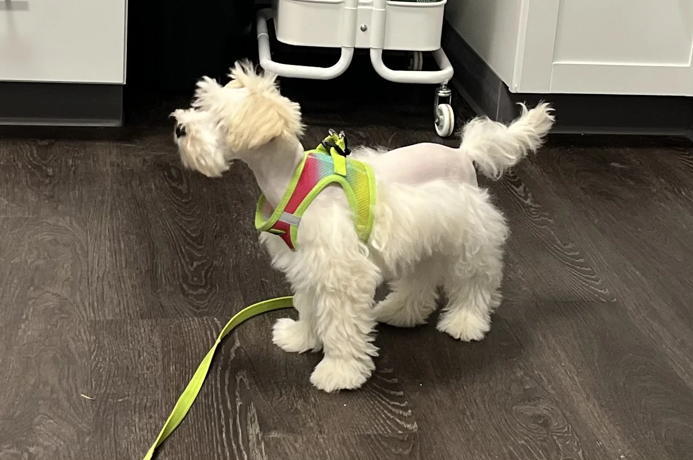 SB Mini Schnauzer Henry