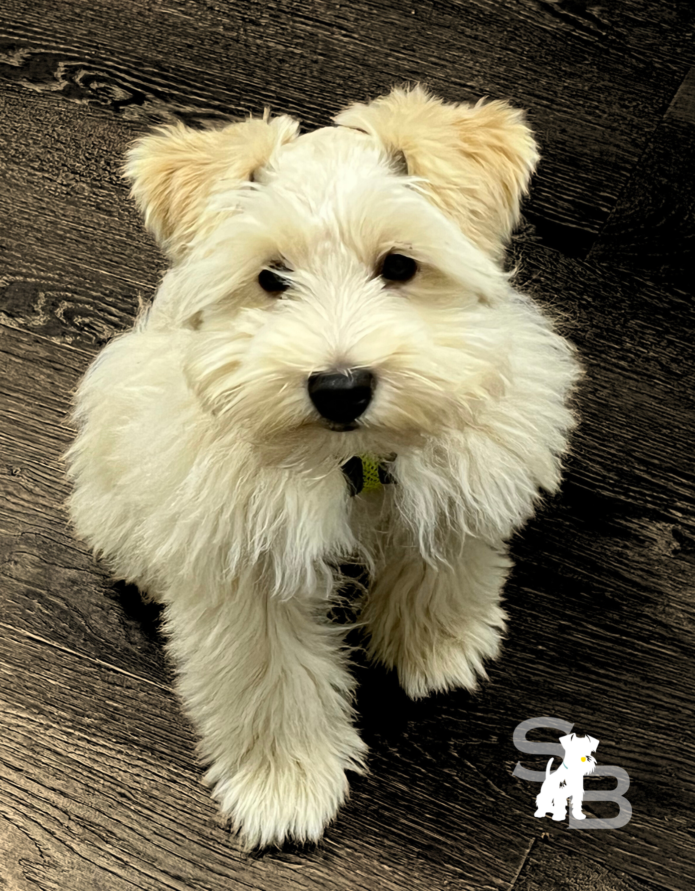 Silverbells Miniature Schnauzer sire, liver, wheaton