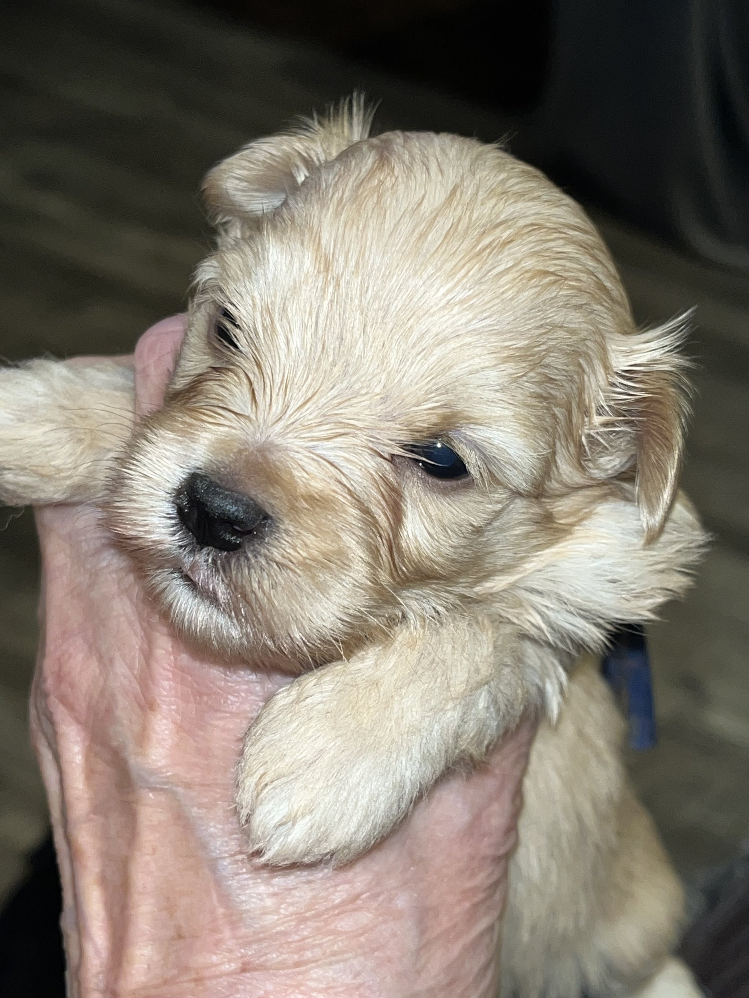 SB Mini Schnauzer Henry