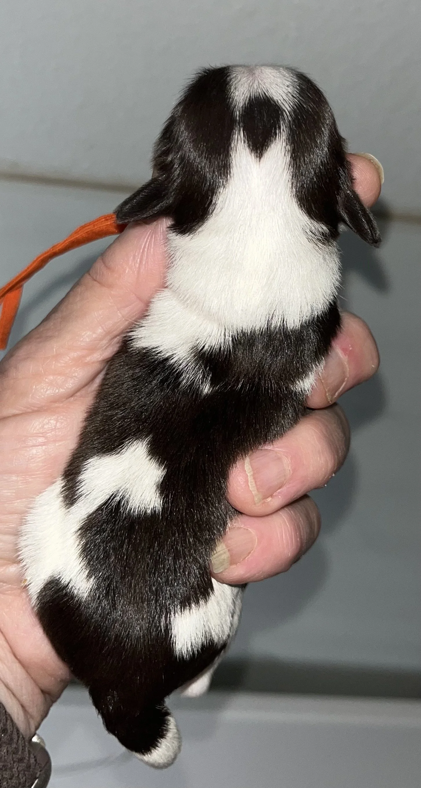 SB Mini Schnauzer Jax