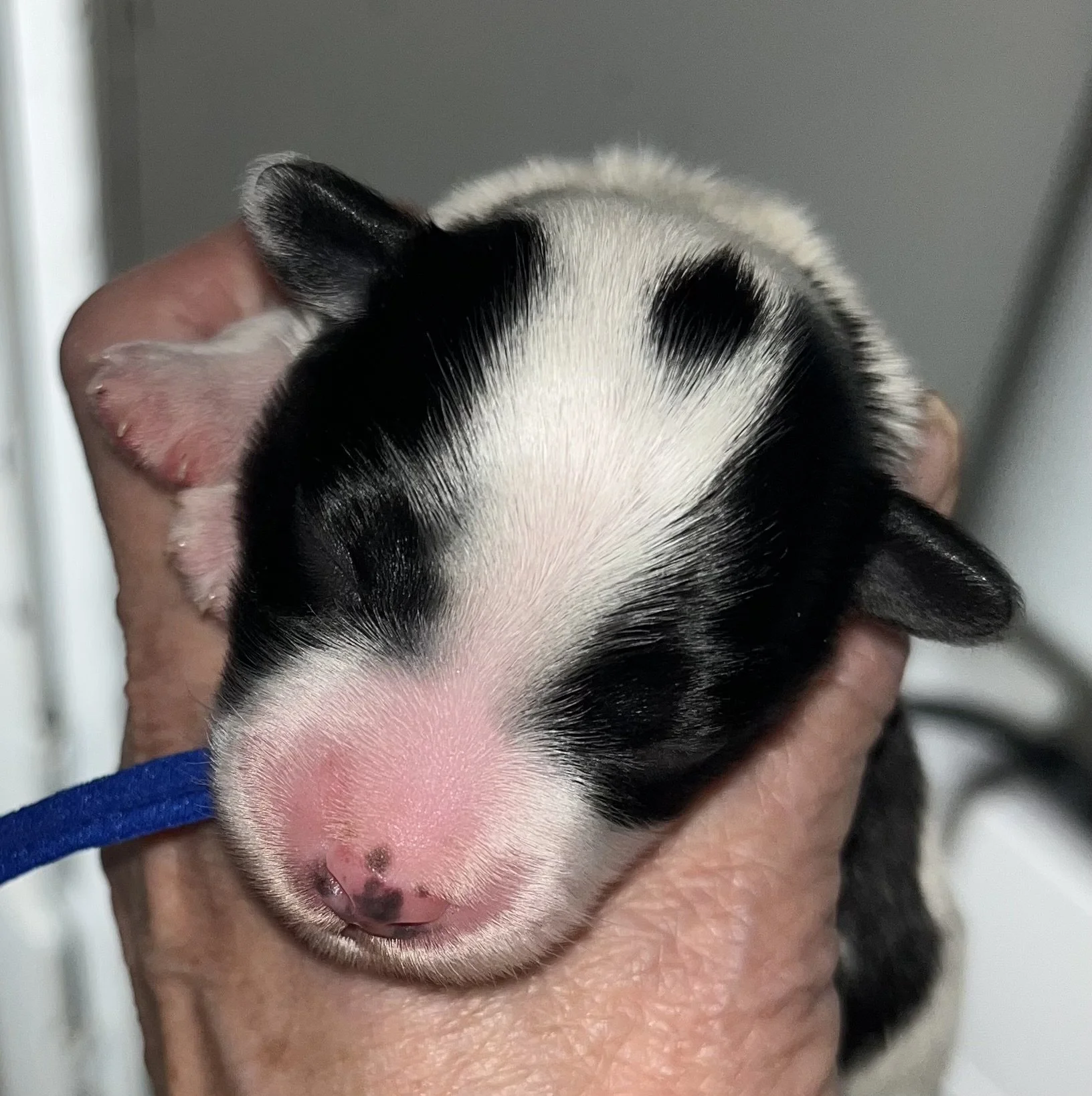 SB Mini Schnauzer Ruby