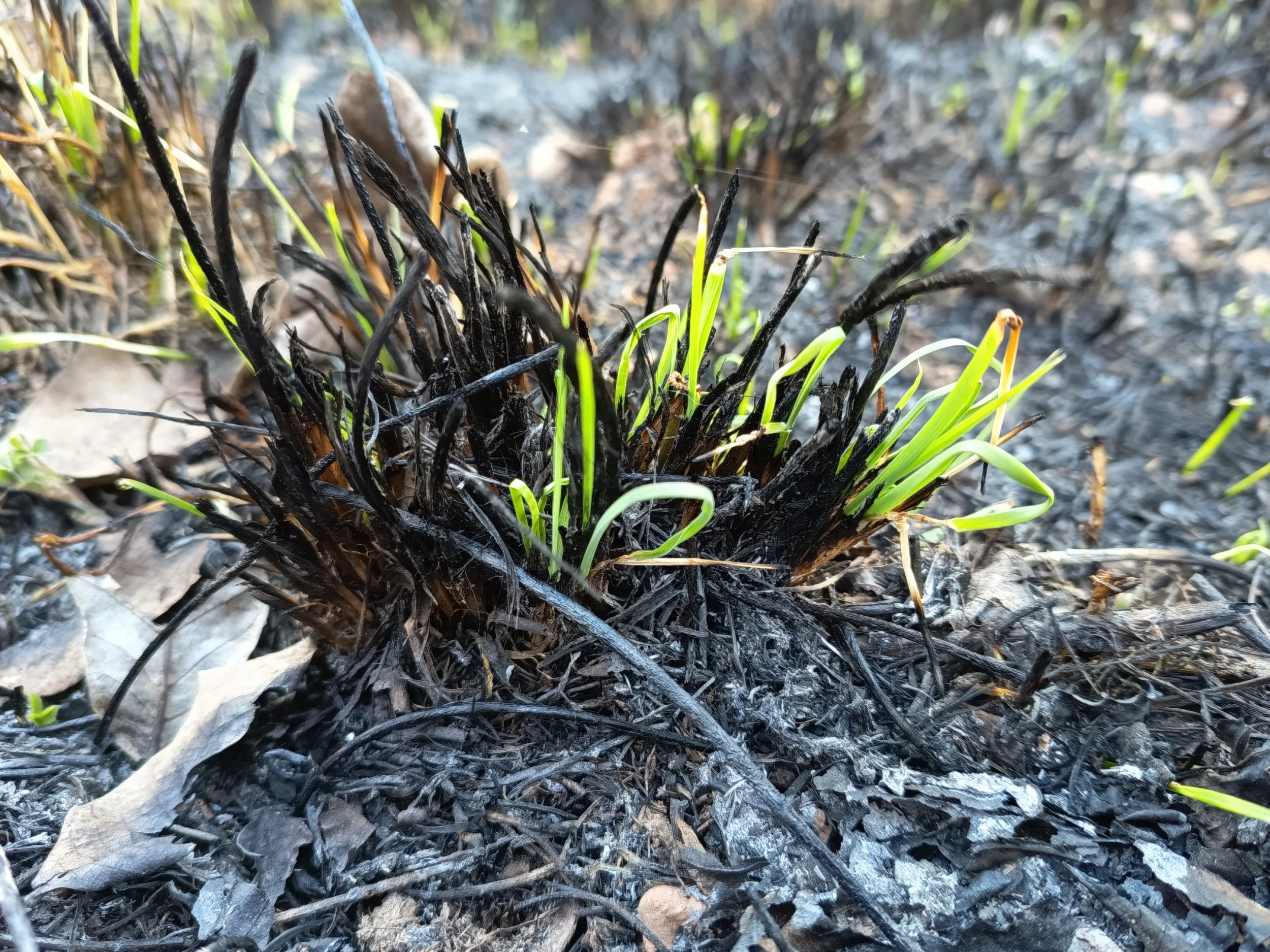Cuando todo se desintegra, la única certeza es que vuelve a nacer vida