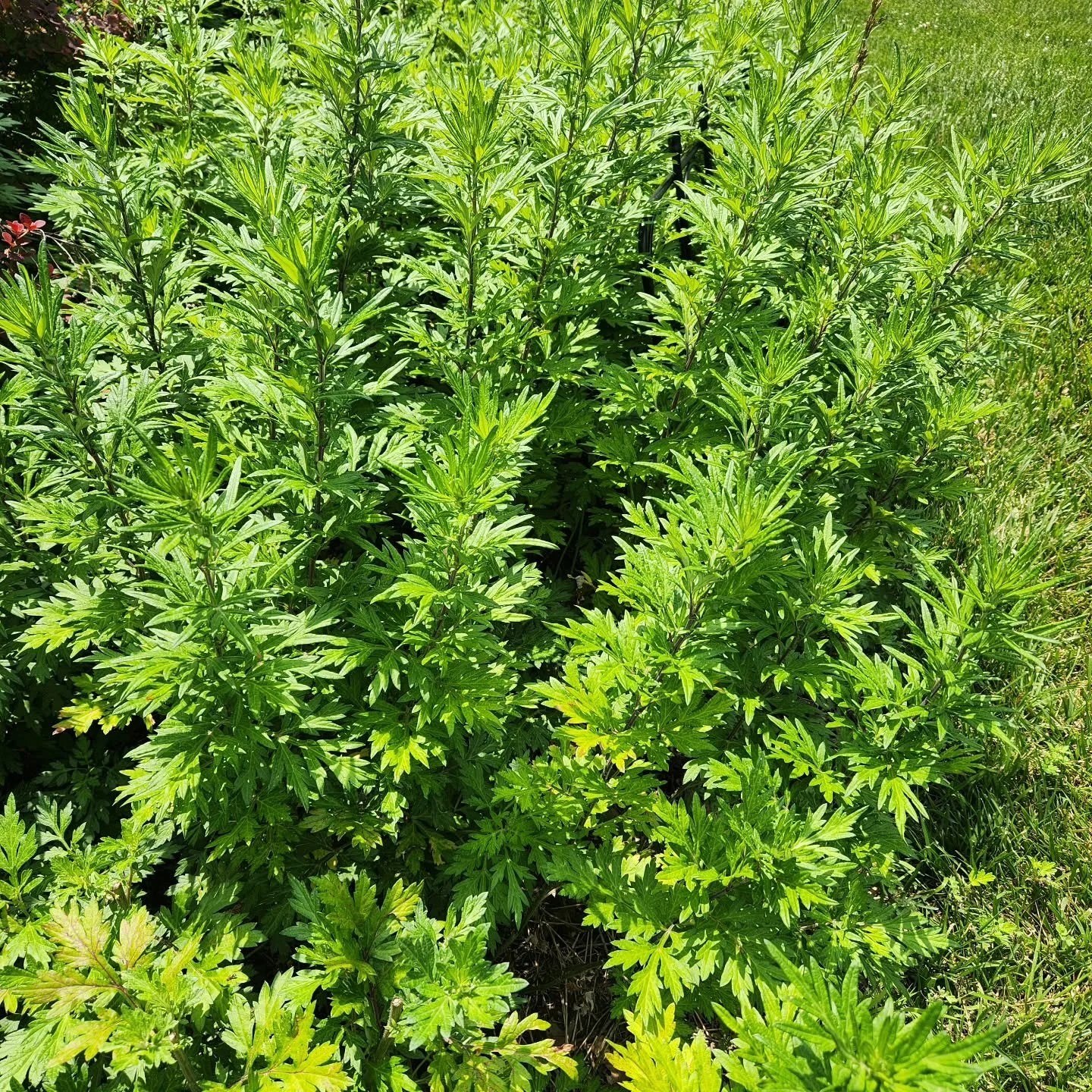 Mugwort has been used for generations across cultures&mdash;for its aroma, its calming qualities, and its place in seasonal and personal practices. Traditionally, it was carried for protection, used to freshen spaces, and valued for its connection to
