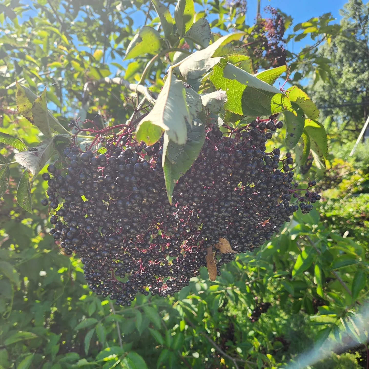 My elderberry syrup should be available at Harvest Moon Botanica around the end of September or early October.
I've been busier than usual and prioritizing my life over my business, so this is the easiest way for me to distribute the syrup, because d