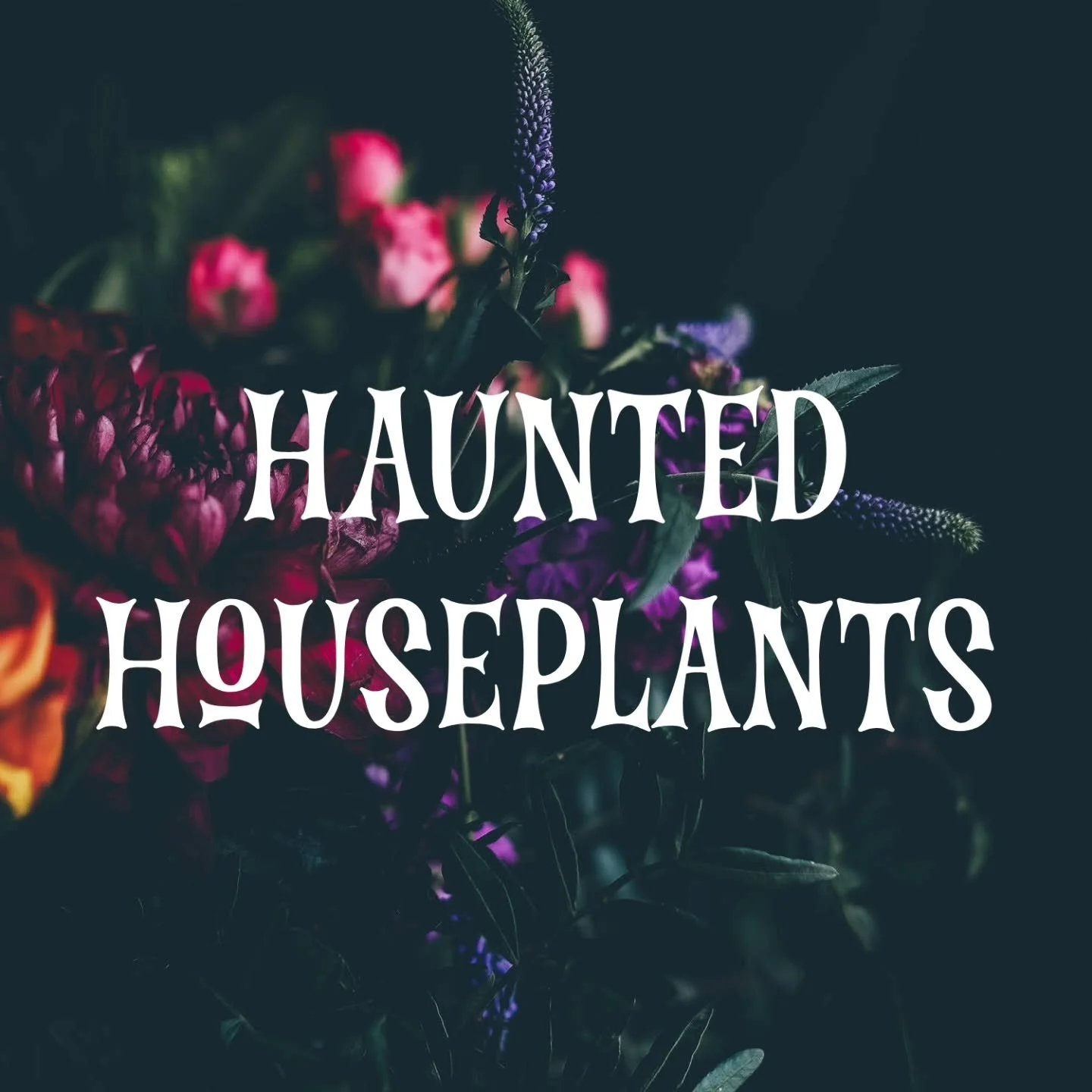 This year at my events I'll have a new product line called Haunted Houseplants.
These plants will come in cute spooky themed pots with additional themed accents. All plants curated, propogated, and organically raised by me!