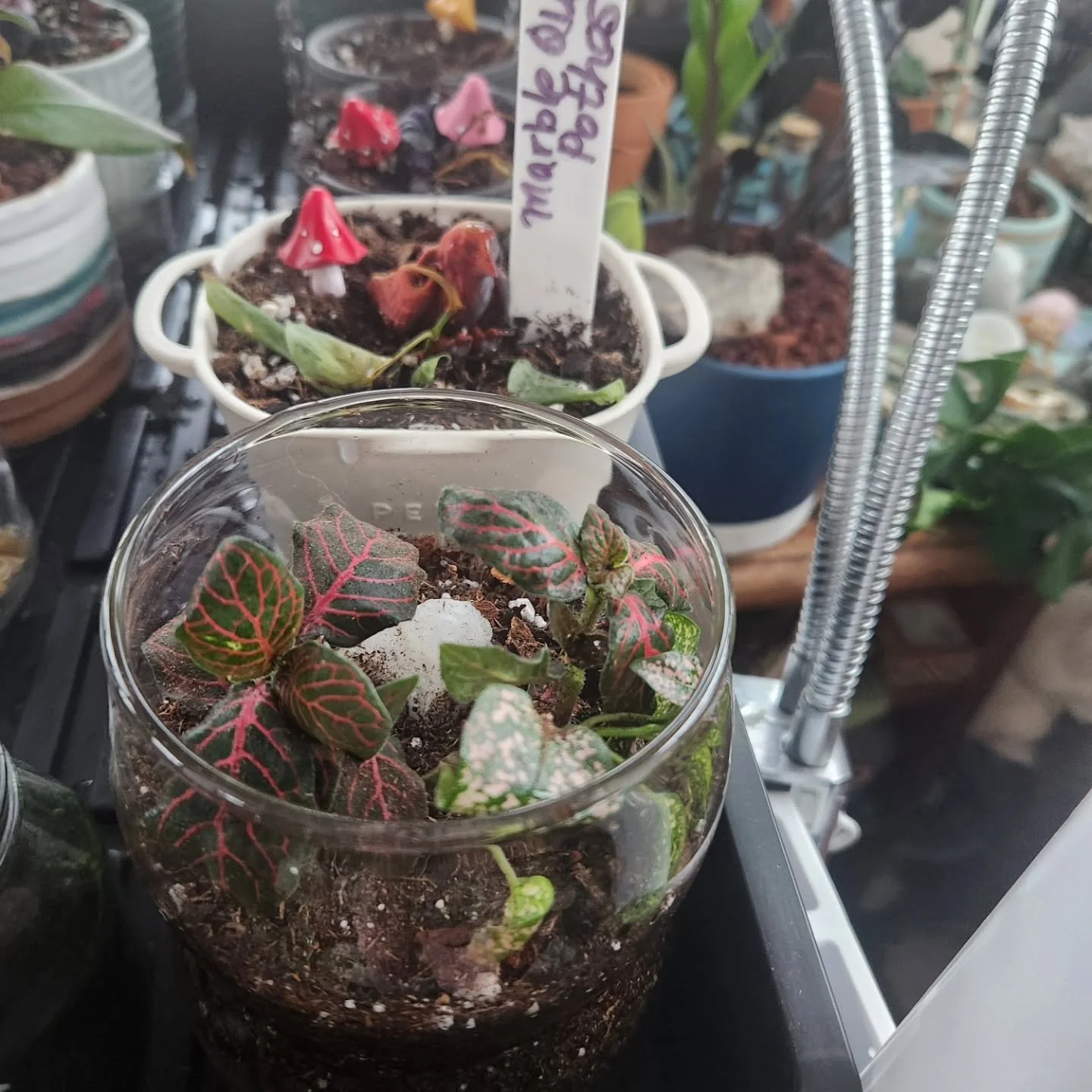 I've been working on a few new terrariums of different sizes, hopefully ready by Earth Day this year. These are available for delivery if you see something you really like, but I'm still adding gemstones and a few other decorations as I go. I'll also