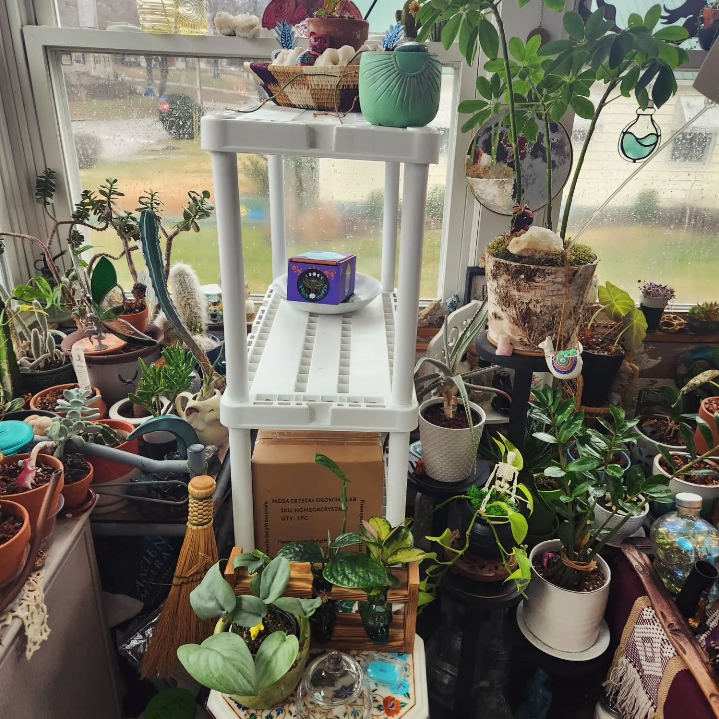 Just added a second plant shelf to my propogation set up in the sun room. I live in a tiny house, so this room is packed full of the plants I'm growing and selling for Haunted Houseplants this year. I've got a ton of cool creative ideas I'm sure you'