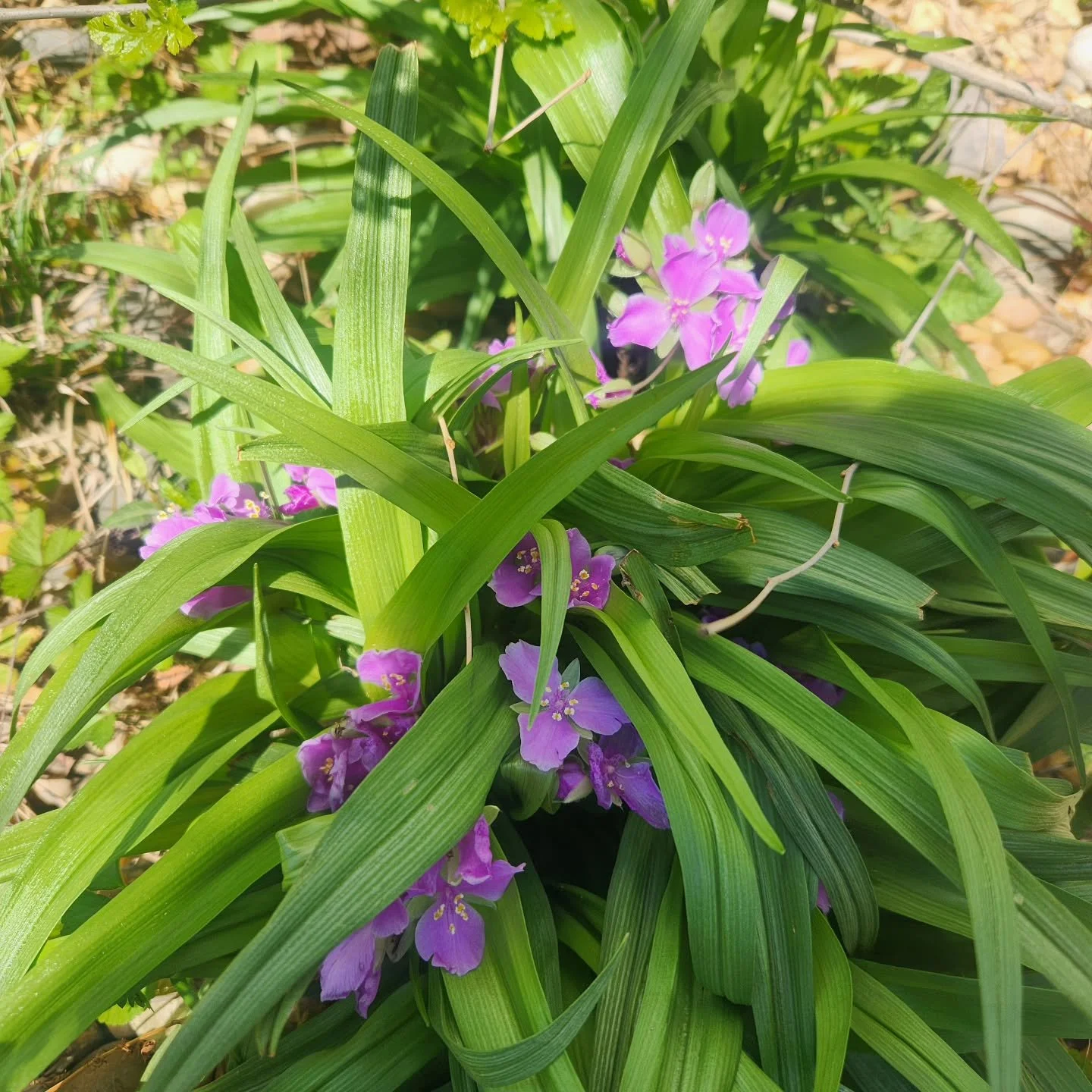 Happy Easter! We have been celebrating by going on a foraging walk yesterday and Easter dinner and brunch.
My native spiderwort are finally taking off and blooming this year too!