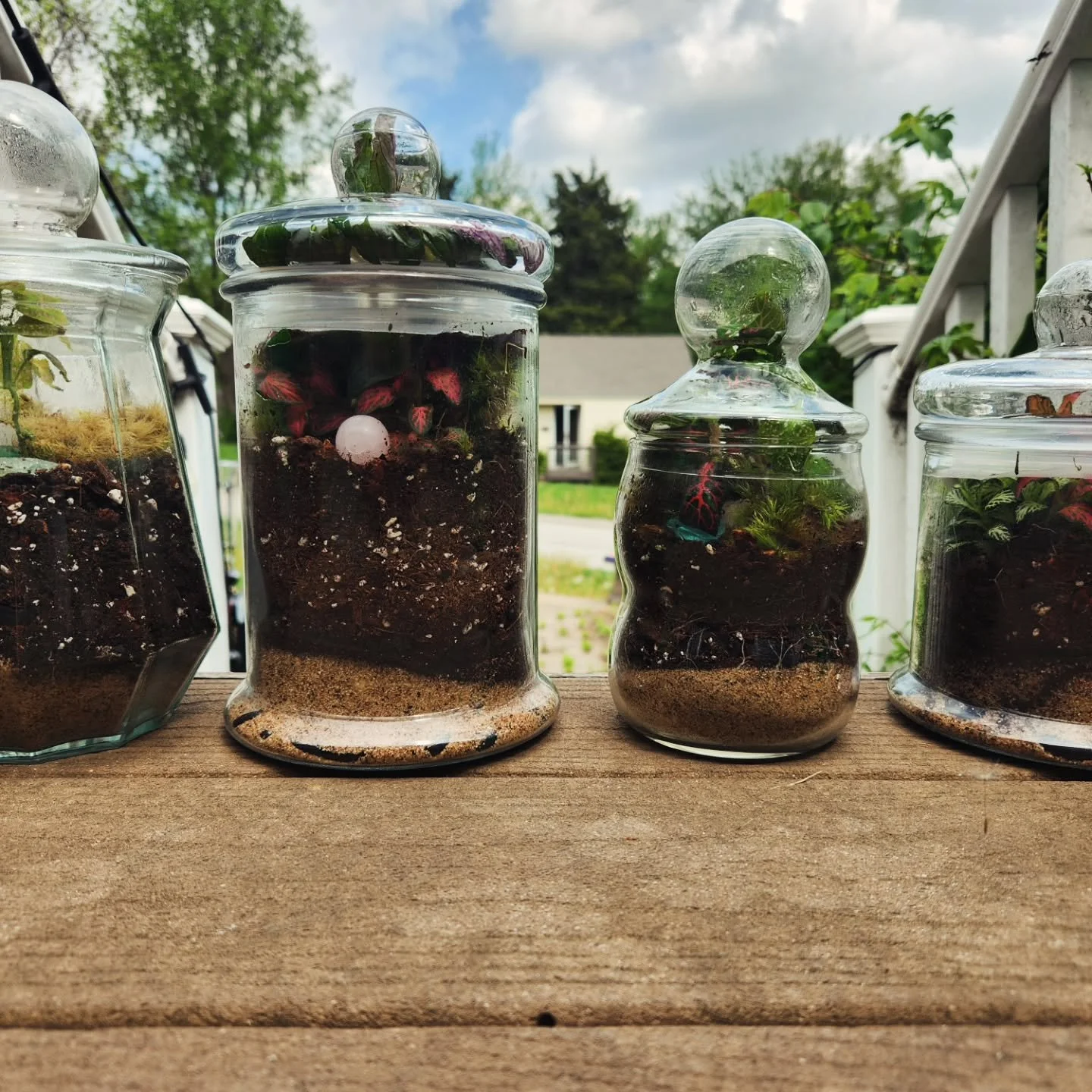 My terrariums and plants are doing exceptionally well right now! Everything really took off. I'll have all of these and more at Harvest Moon Botanica's Earth Day Festival on April 25th! It will be next door to Harvest Moon Botanica at Anchor Island C