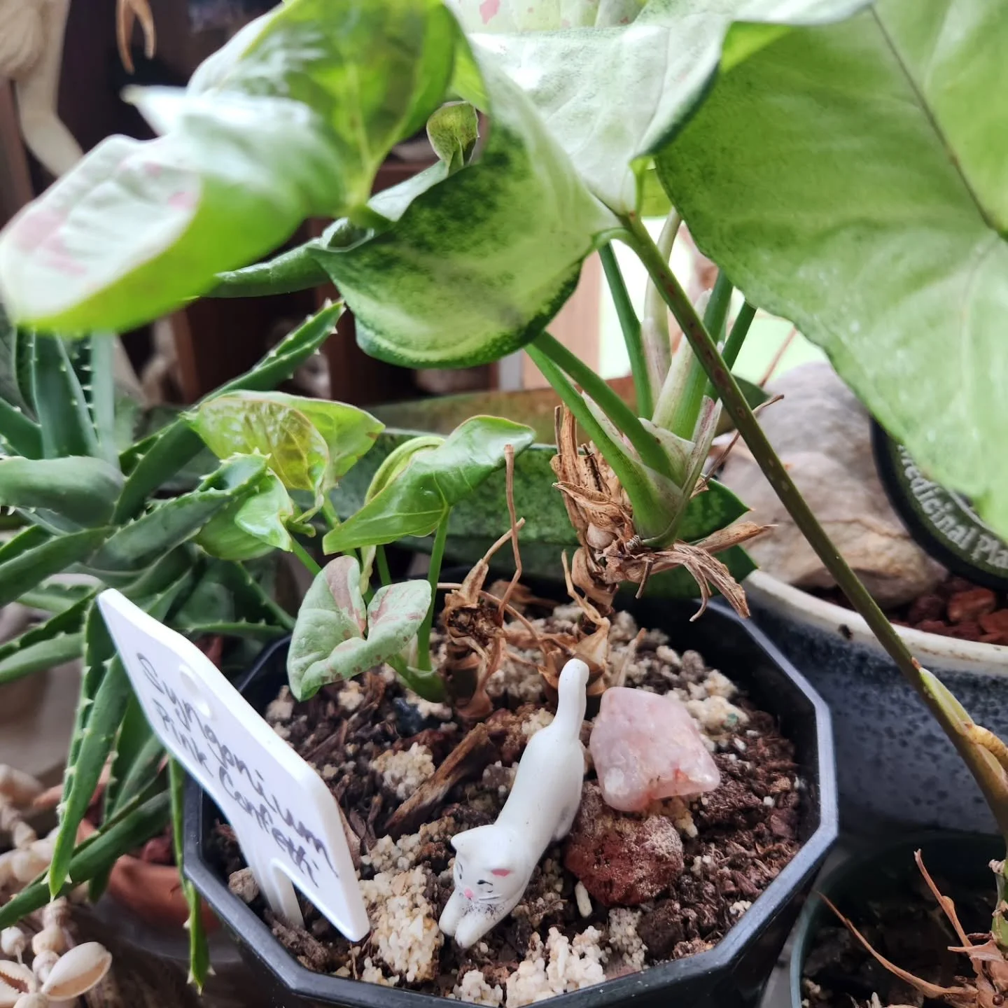 Hi, I will be at the Earth Day Festival right by Harvest Moon Botanica @hmbotanica on Saturday with all kinds of plants. I will have a ton of different houseplants in cute pots, plant mini decor "buddies" - plus outdoor plants, baby mugwort