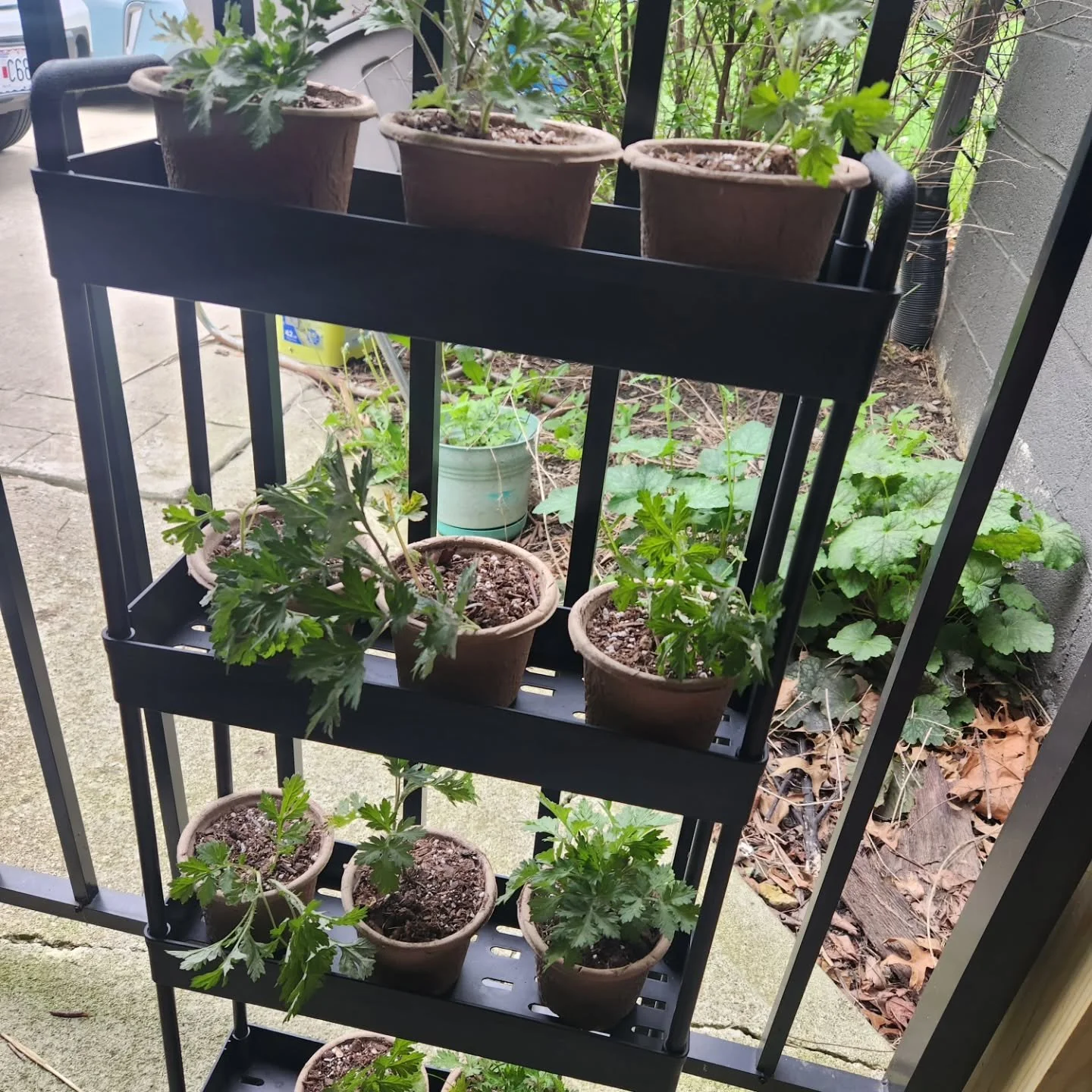 Some mugwort plants that I'll be bringing to Harvest Moon Botanica @hmbotanica tomorrow for the Earth Day Festival! Come out and see me and support local small business!!