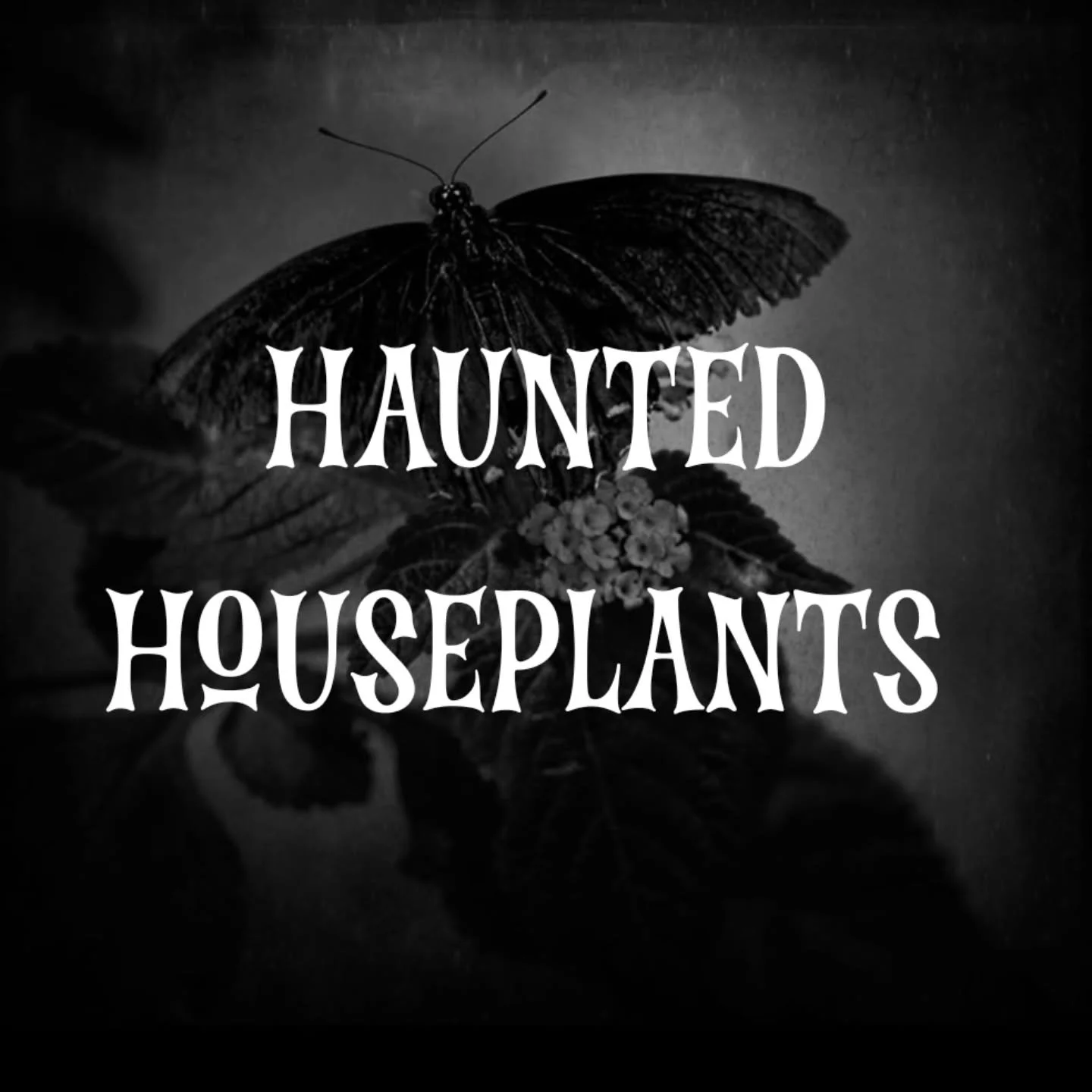 Haunted Houseplants

Just a little explanation about my ideas behind Haunted Houseplants and why we're different.&nbsp;
Big Box stores sell plants to you so they'll die... But we want ours to haunt you... 👻 Forever.&nbsp;

&bull; Plants are "ha