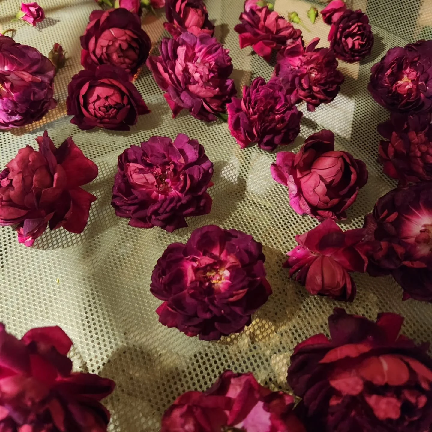 It is harvest and make things time at my house! Just made Venus Bath salts for a friend, and drying roses and an invasive Japanese honeysuckle that I slowly ripped out of one of my garden beds. Invasive things can still be useful after all!!

-------