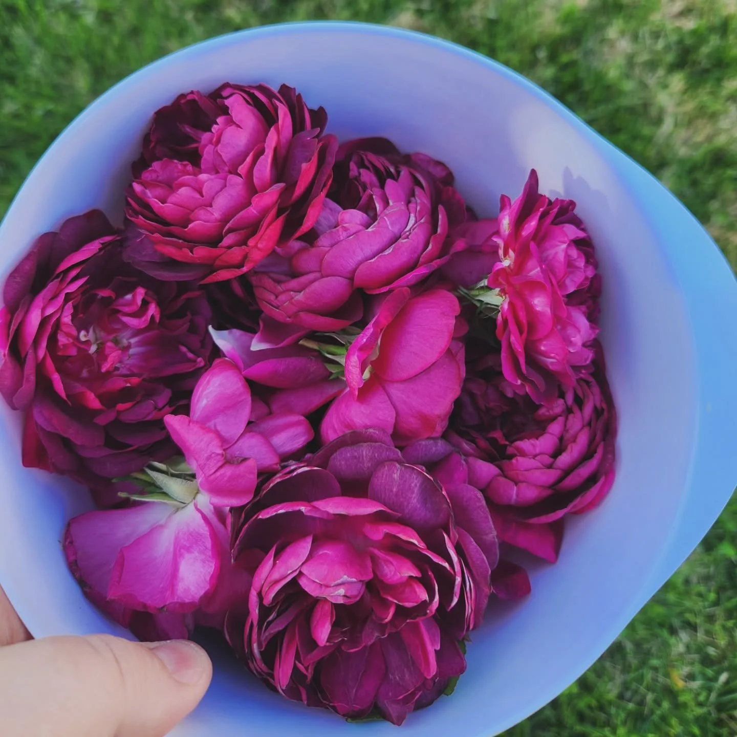 I've spent the last couple of evenings working on bottling my fantastically popular Rose Hydrosol and Peony Rose Hydrosol again this year.
They should be being restocked very soon, but there's still some left in my shop locations and online! 🌹
The e