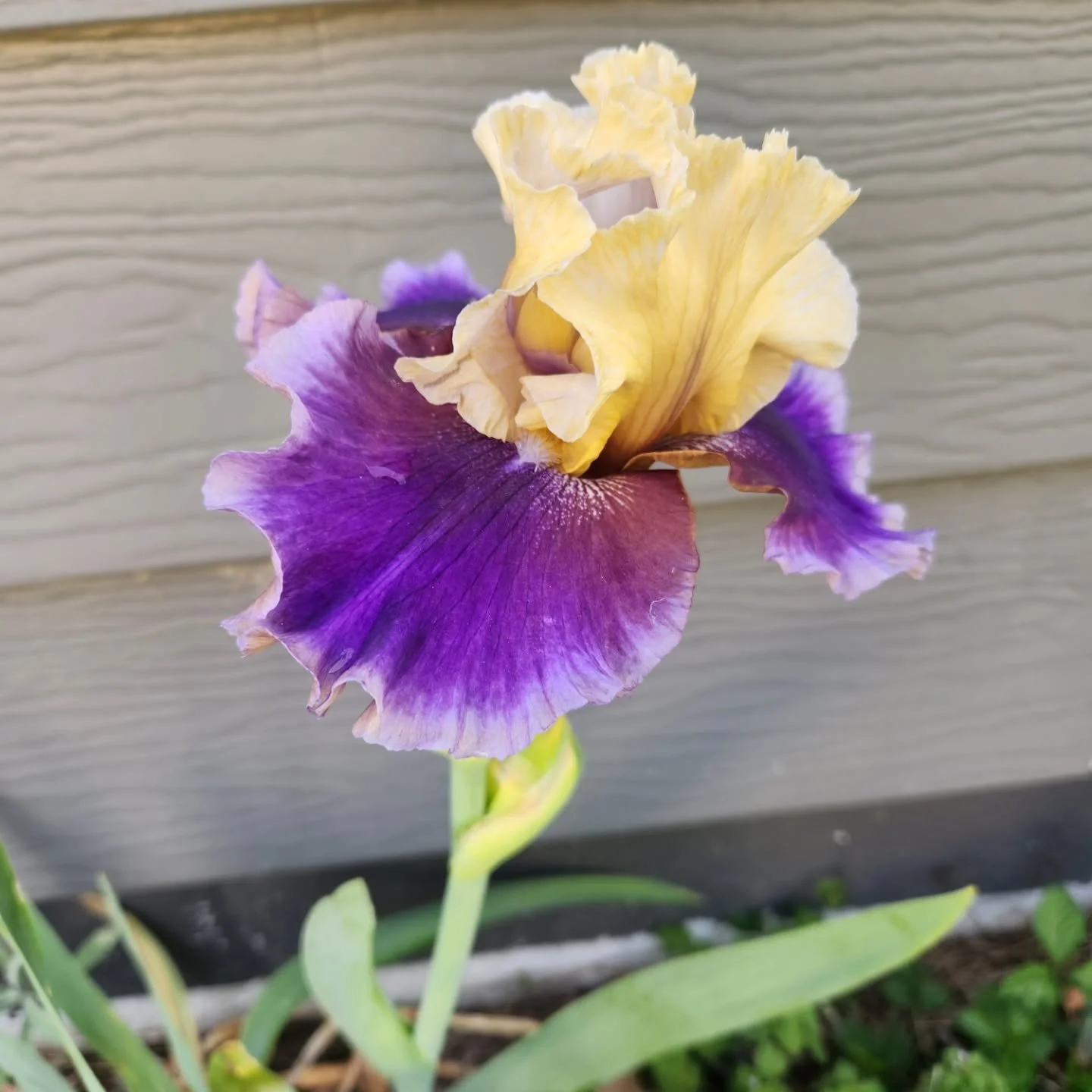 Irises are finally blooming, Kentucky Wisteria is bursting with blooms, planted some more lavender plants, and my mosaic mushroom with my Japanese maple. 🍄🌿