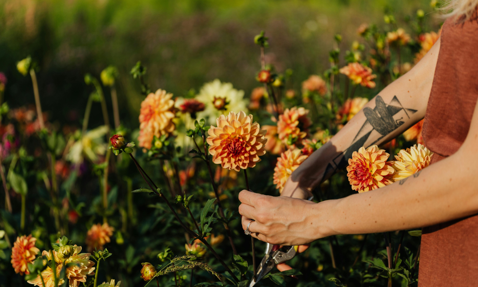 Person cutting orange and yellow dahlia flowers in a garden.