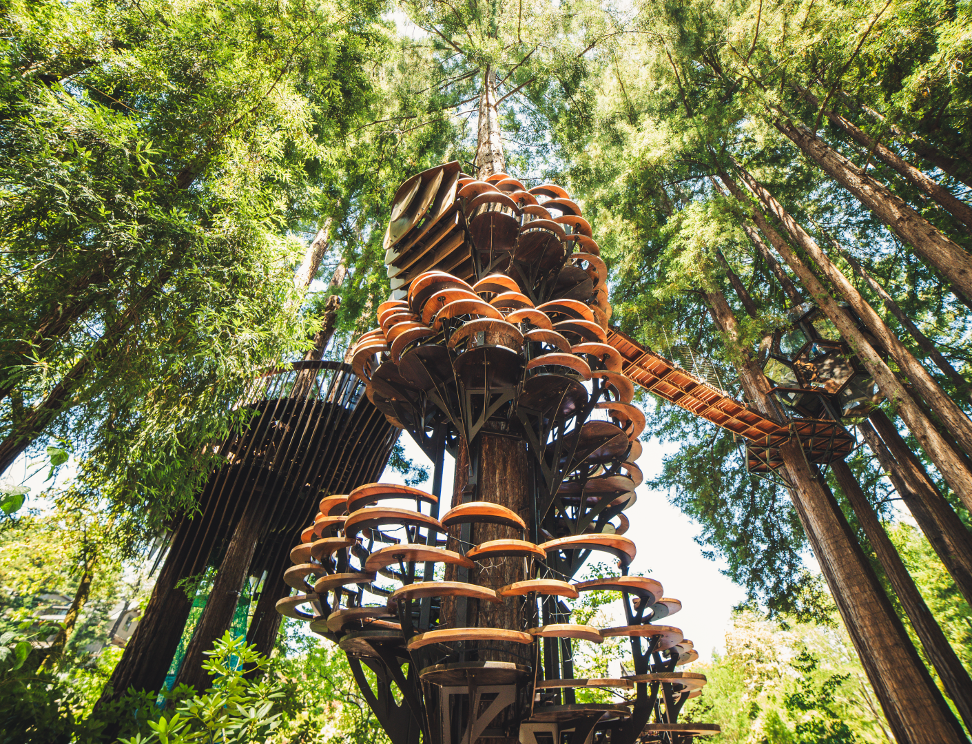 Redwood Treehouse Resort