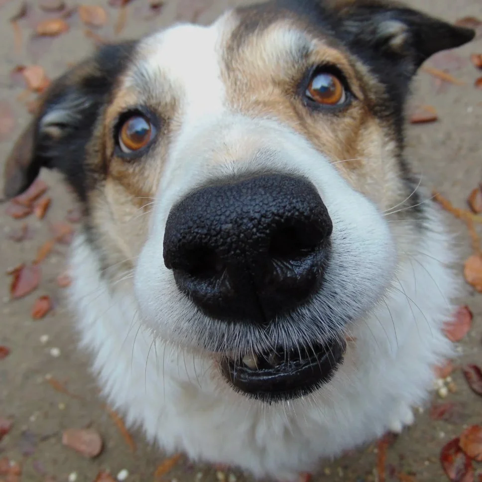 Annual Animal Blessing
