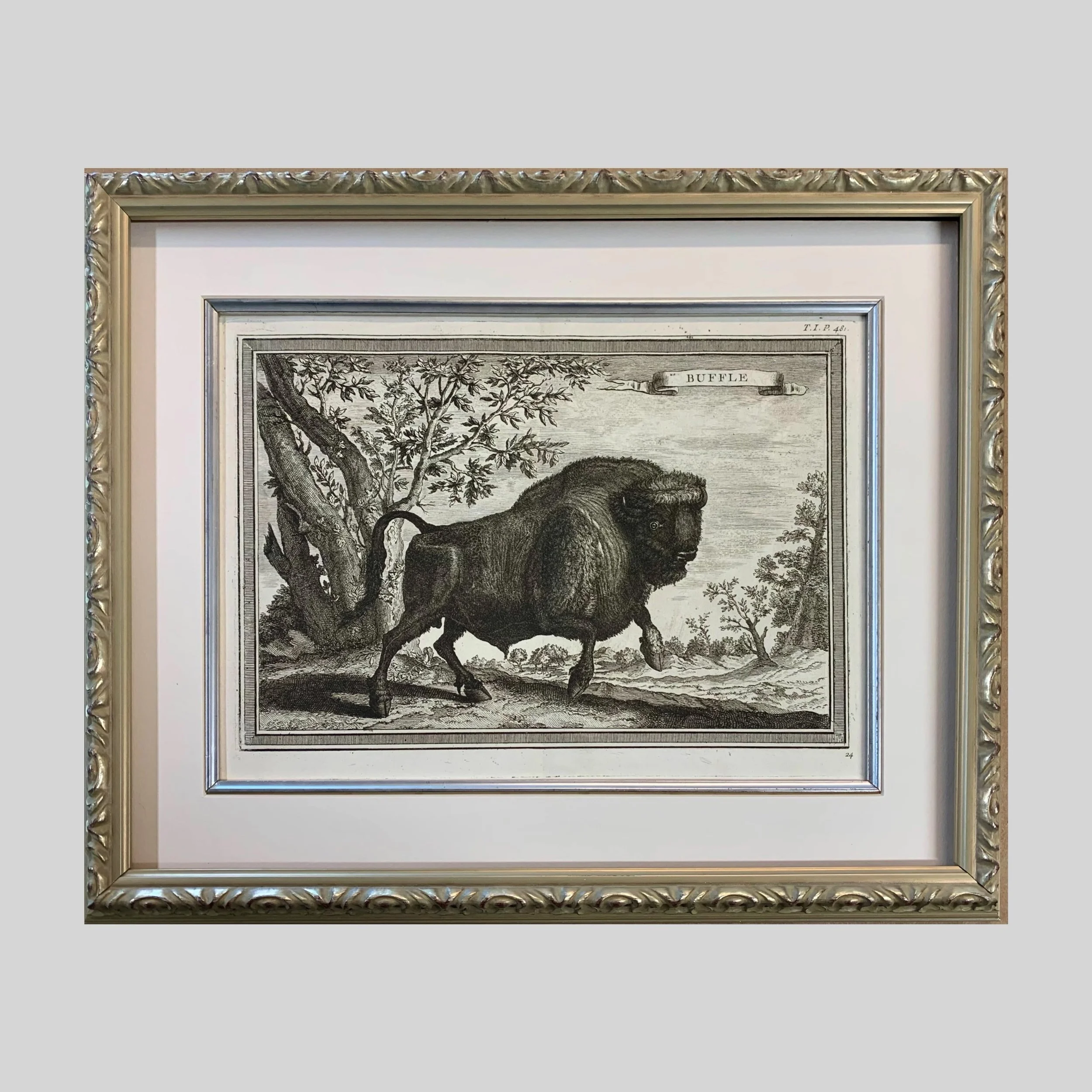 An original 18th-century bookplate from the French encyclopedia "Histoire Naturelle" featuring a buffalo illustration in an ornate silver, archival frame.
