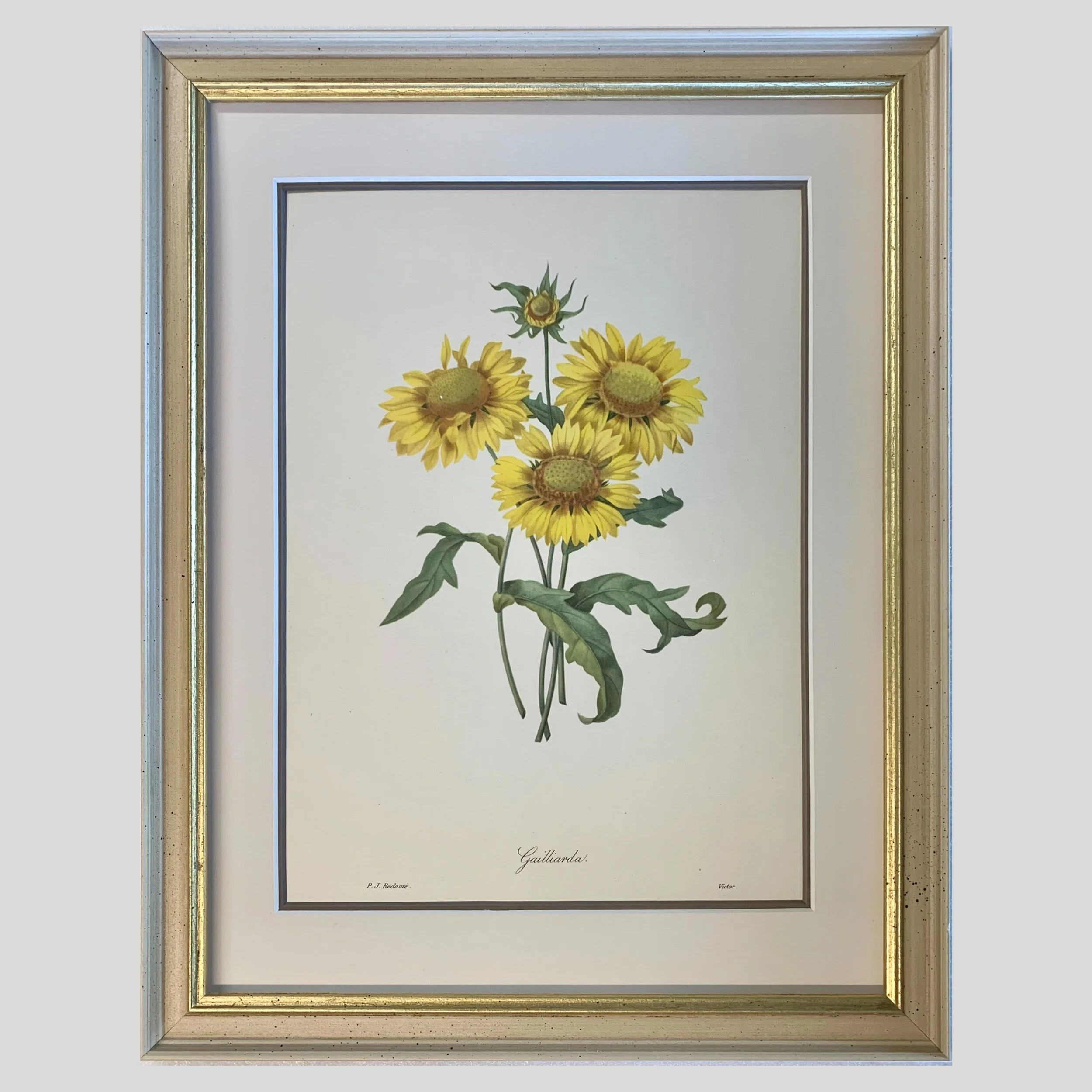 An original 18th-century bookplate from the French encyclopedia "Histoire Naturelle" featuring a botanical illustration of yellow sunflowers in a custom and archival frame. 
