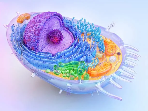 🧬Peptide Education: What is MOTS-C (Mitochondrial Peptide)?