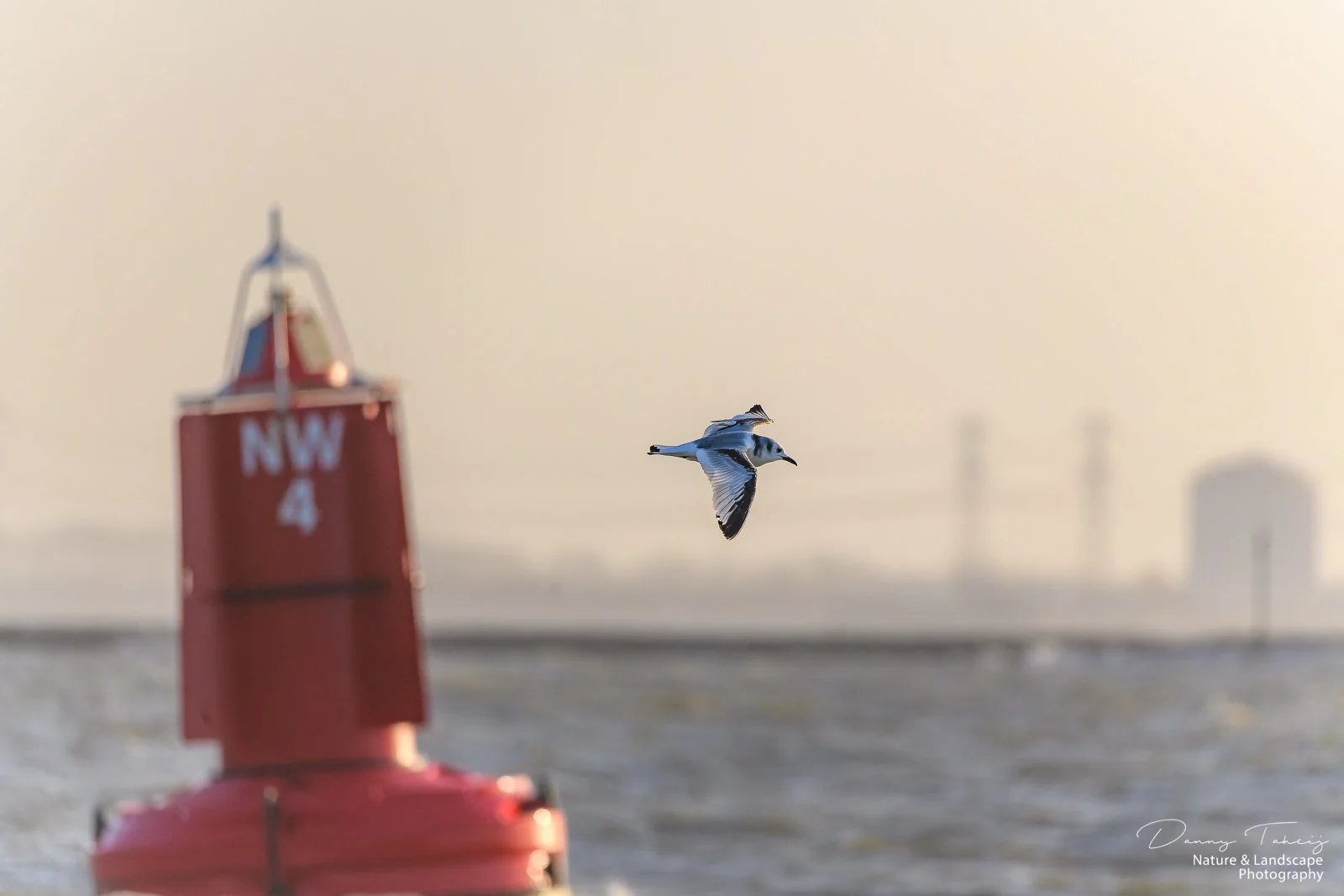 Drieteenmeeuw hvh3.jpg