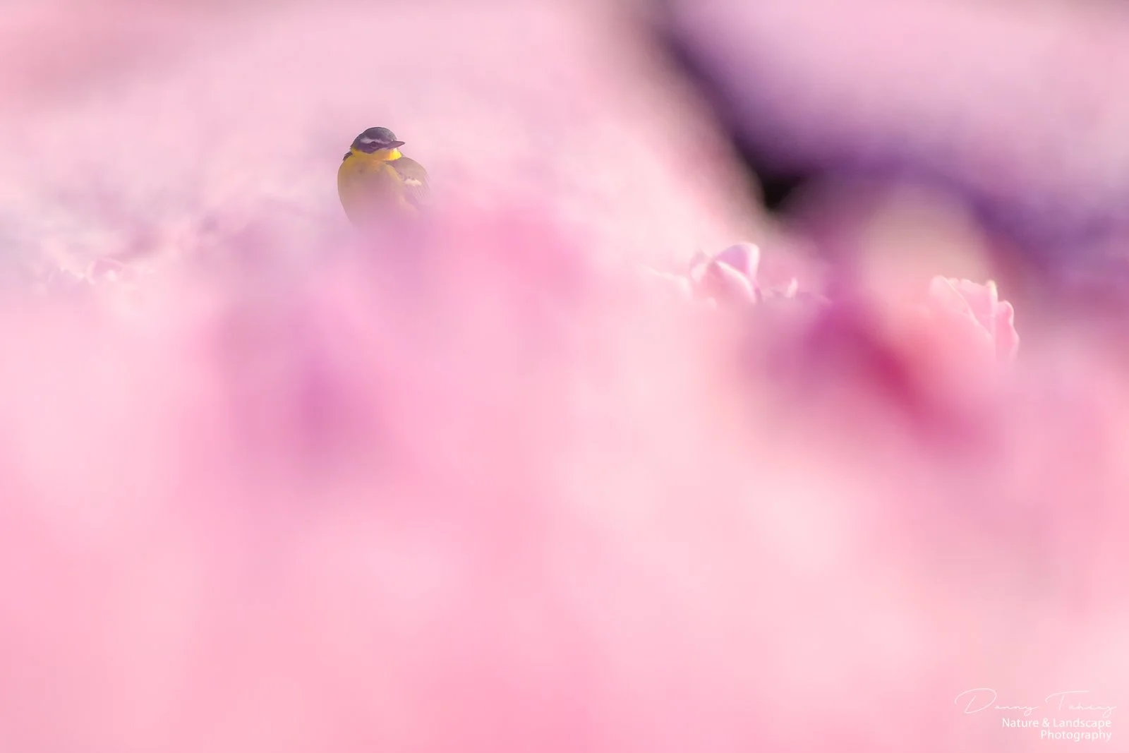 Gele kwikstaart tulp6.jpg