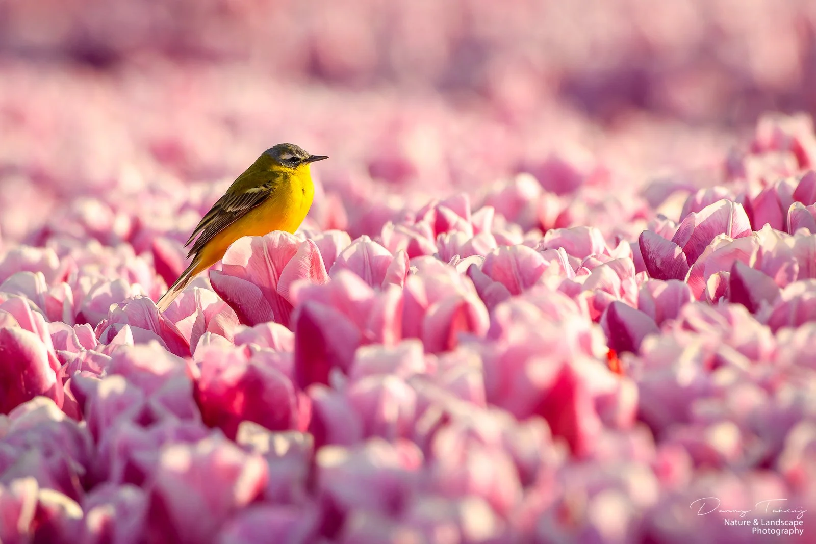 Gele kwikstaart tulp4.jpg