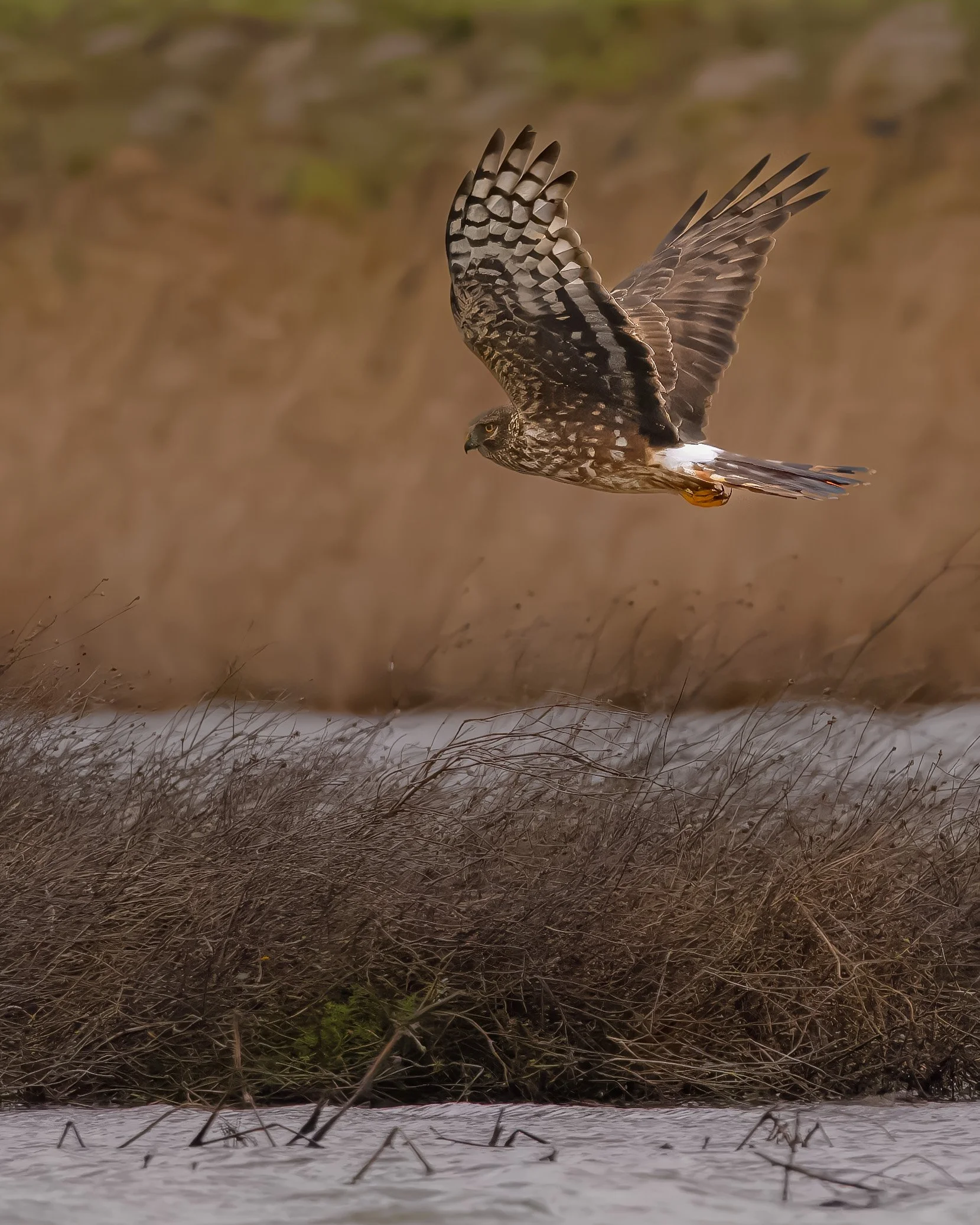 _TYF9426-blauwe kiek.jpg