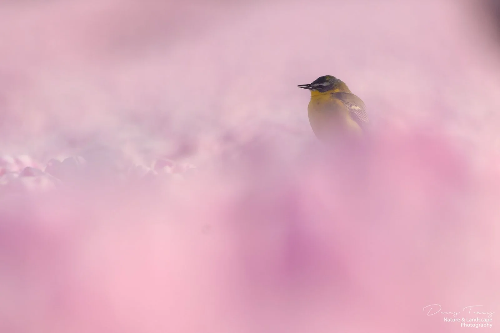 Gele kwikstaart tulp7.jpg